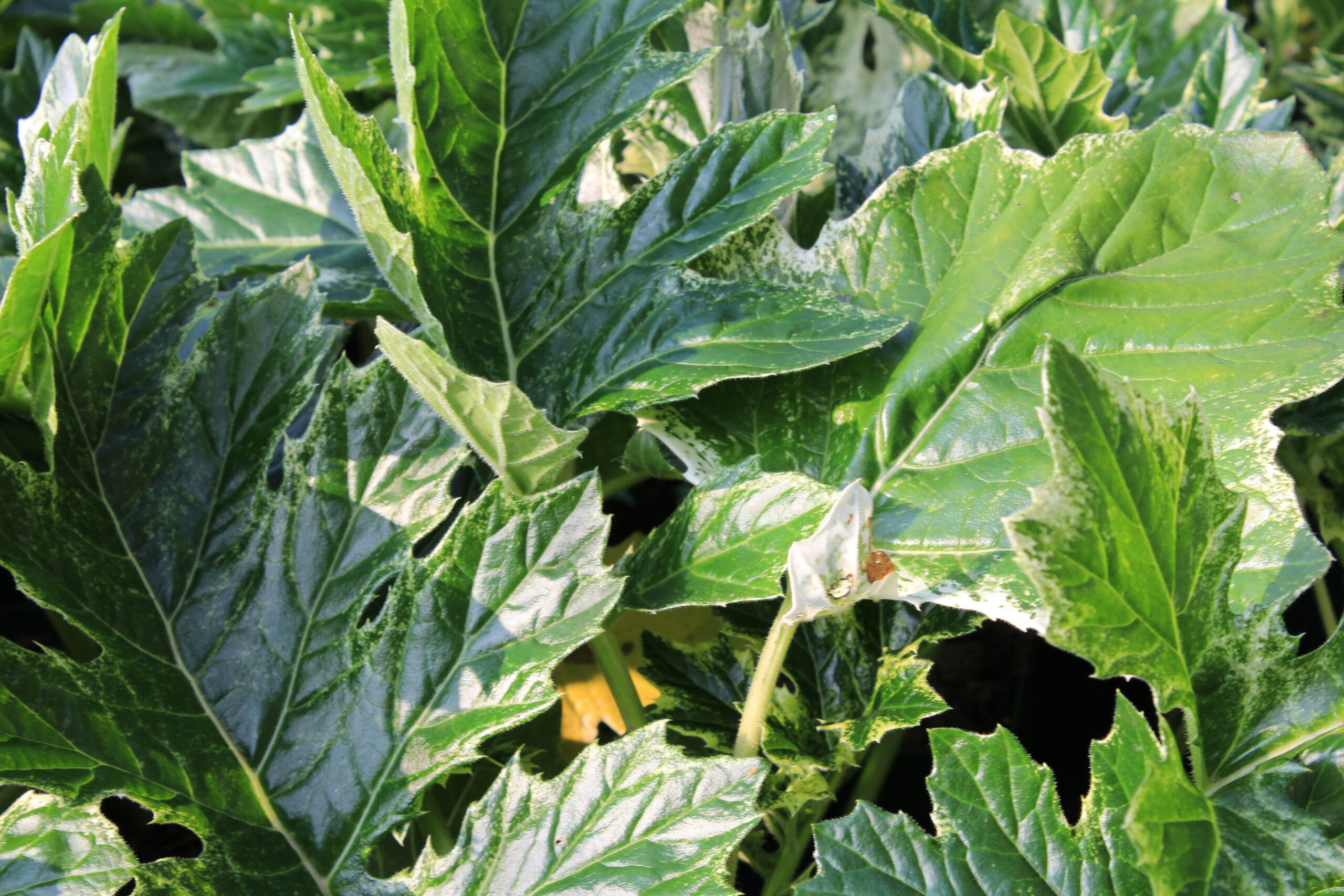 Acanthus mollis 'Whitewater' ® – Bild 3