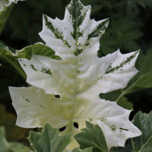 Acanthus mollis 'Whitewater' ®