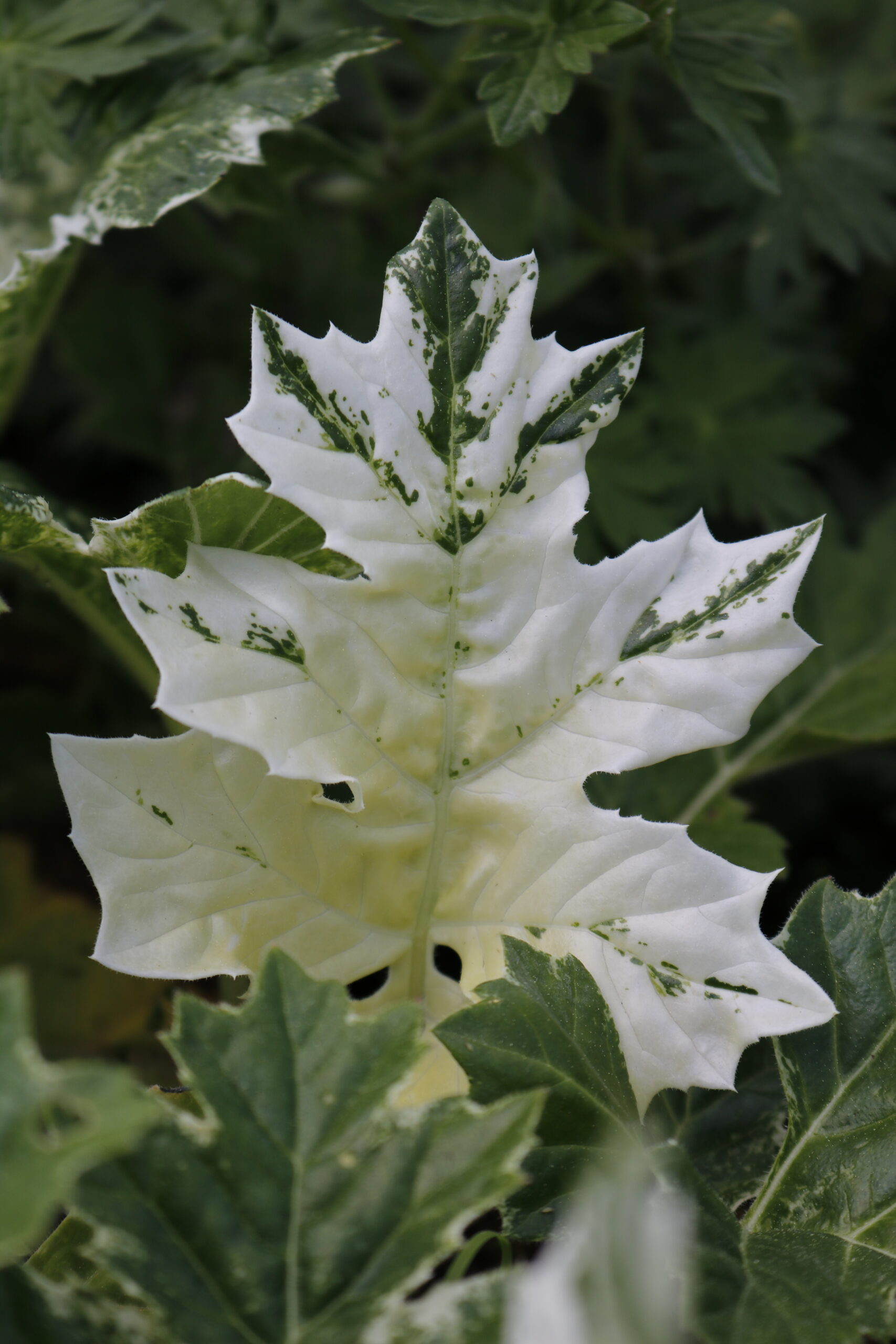 Acanthus mollis 'Whitewater' ®