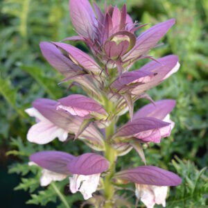 Acanthus spinosus