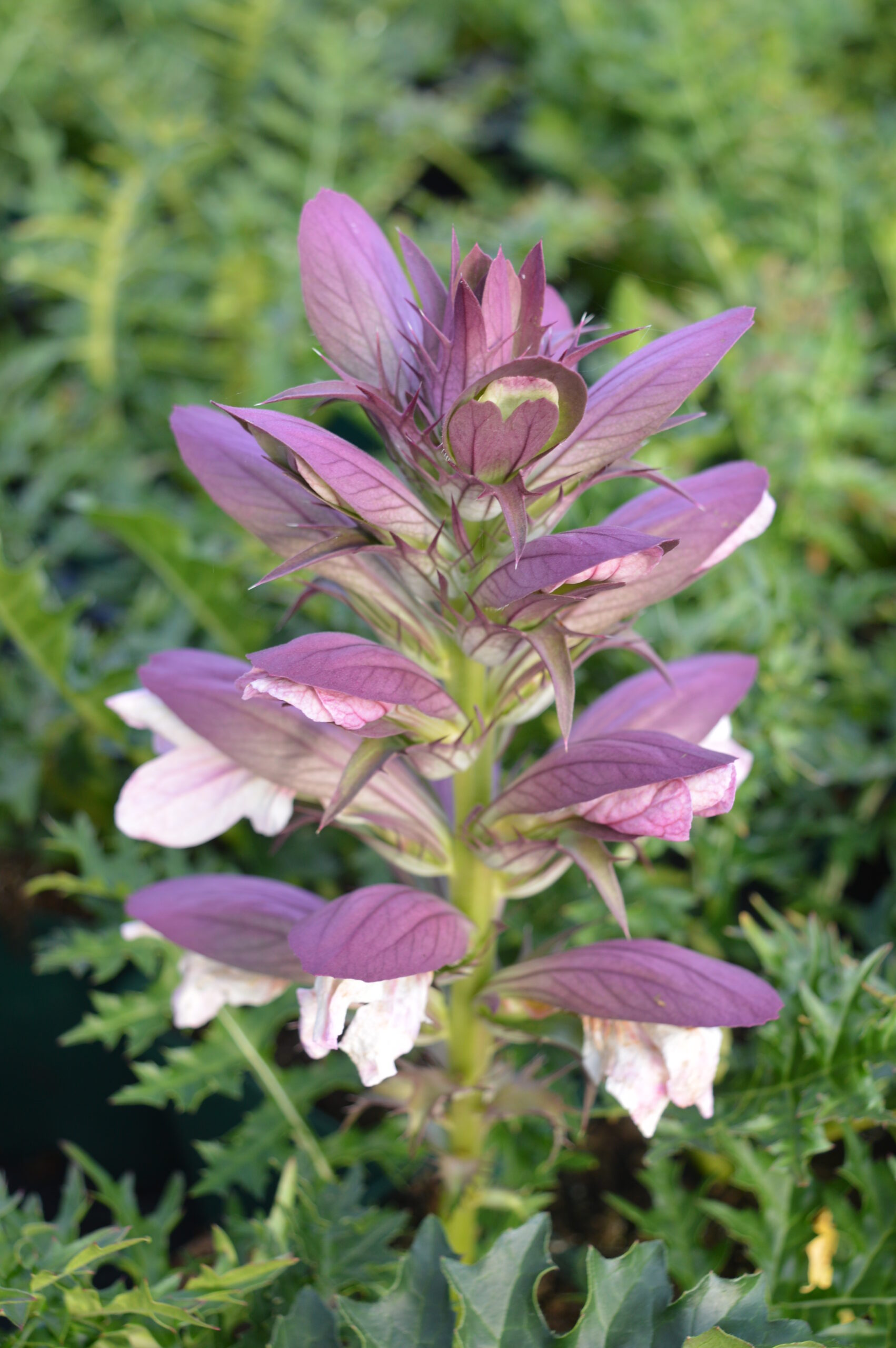 Acanthus spinosus
