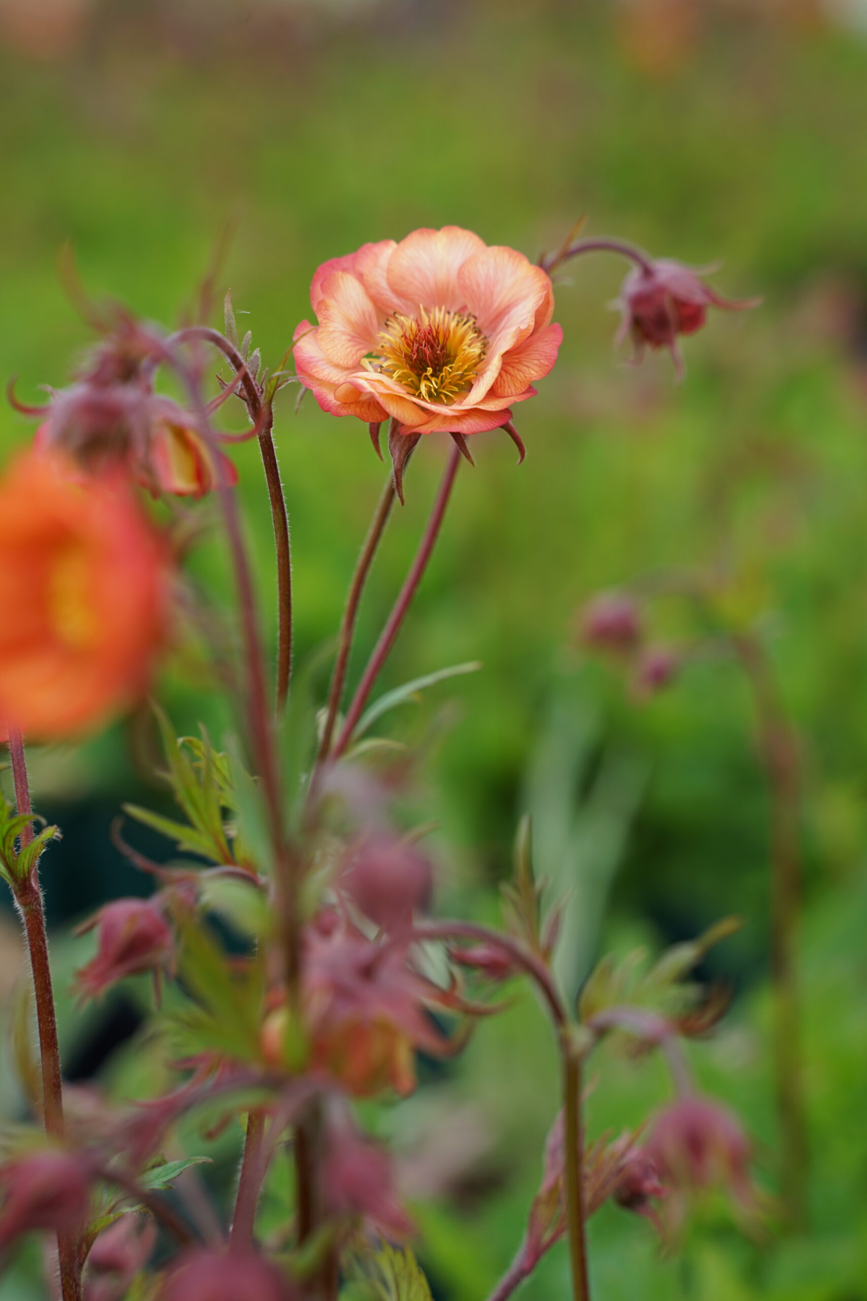 Geum Cocktail 'Mai Tai' ® – Bild 2