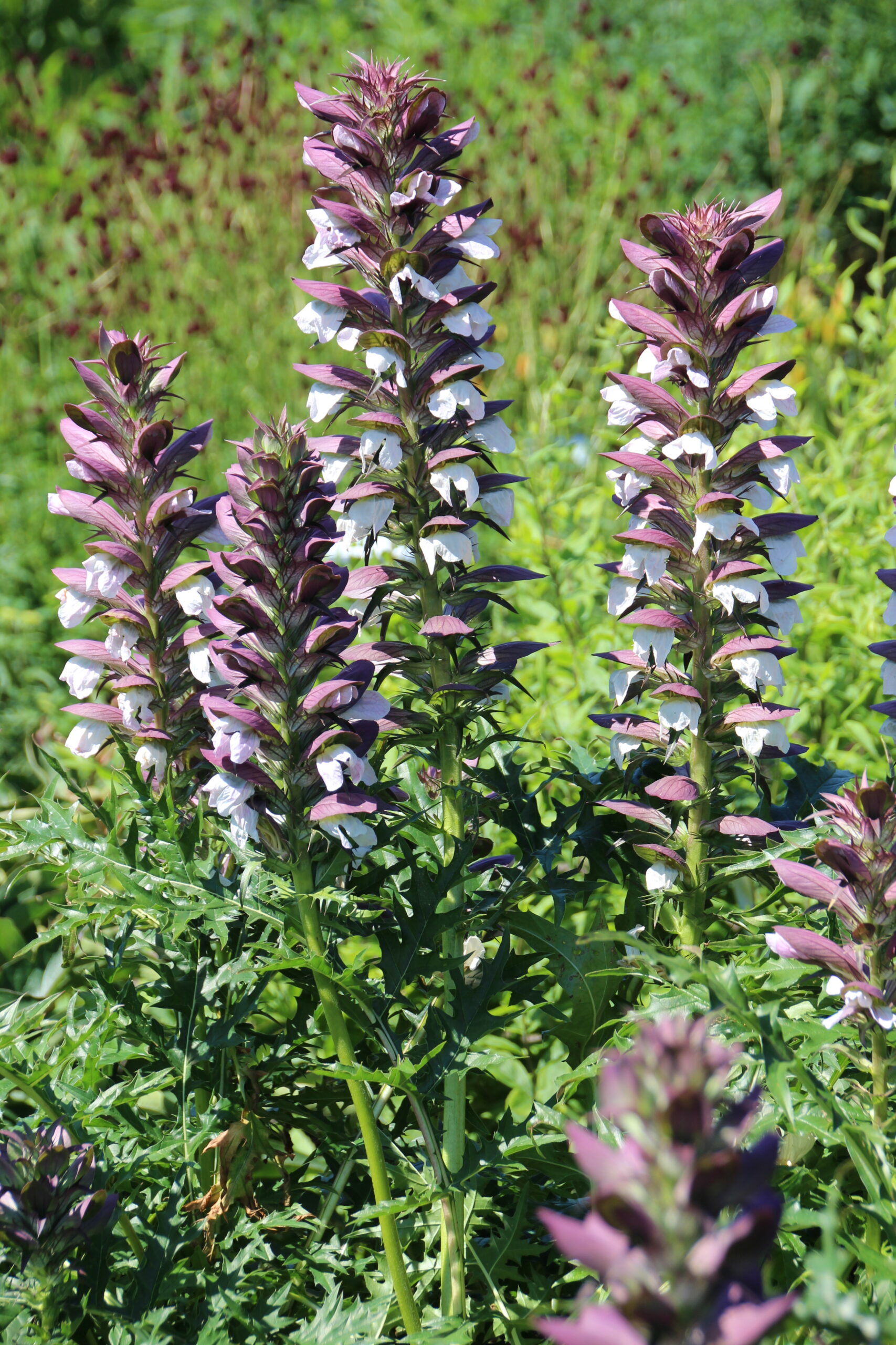 Acanthus spinosus – Bild 2