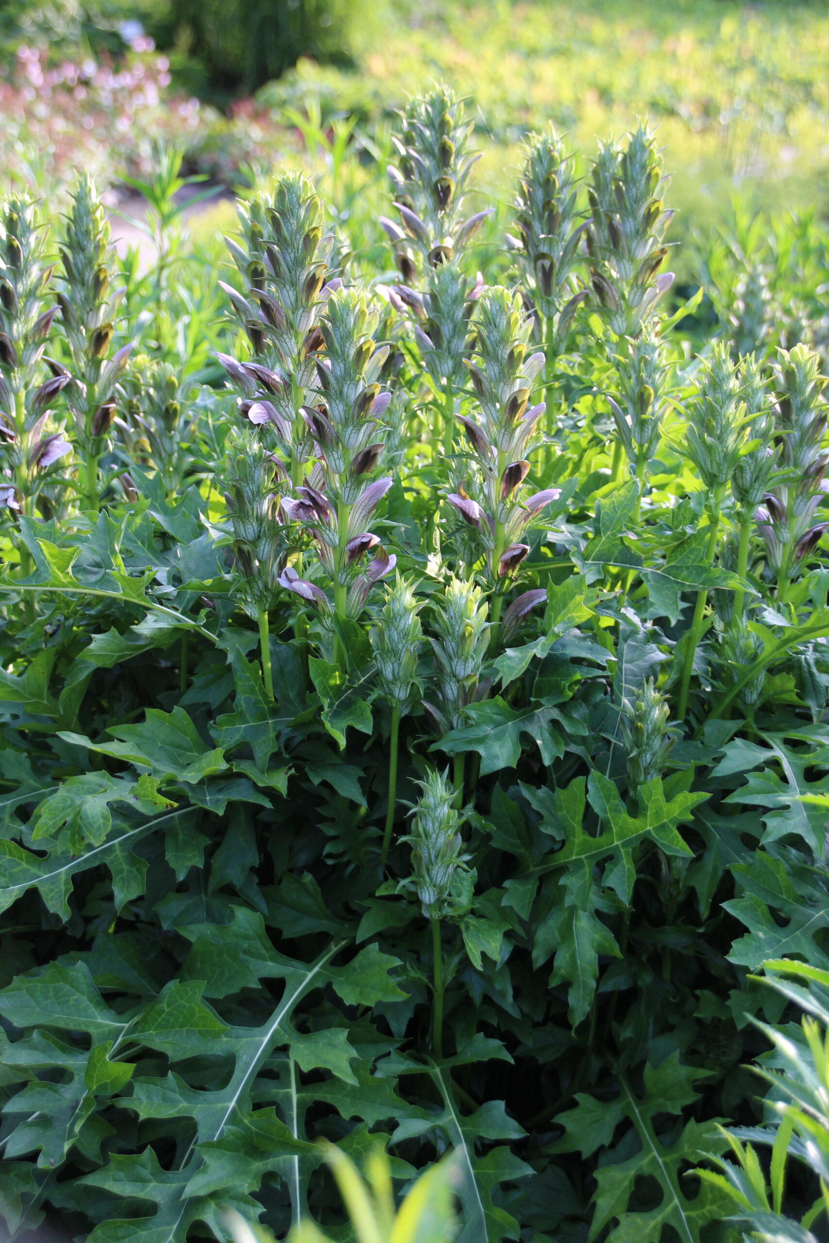 Acanthus spinosus – Bild 3