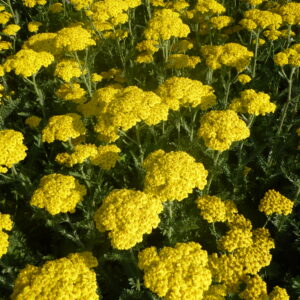 Achillea clypeolata 'Little Moonshine' ®