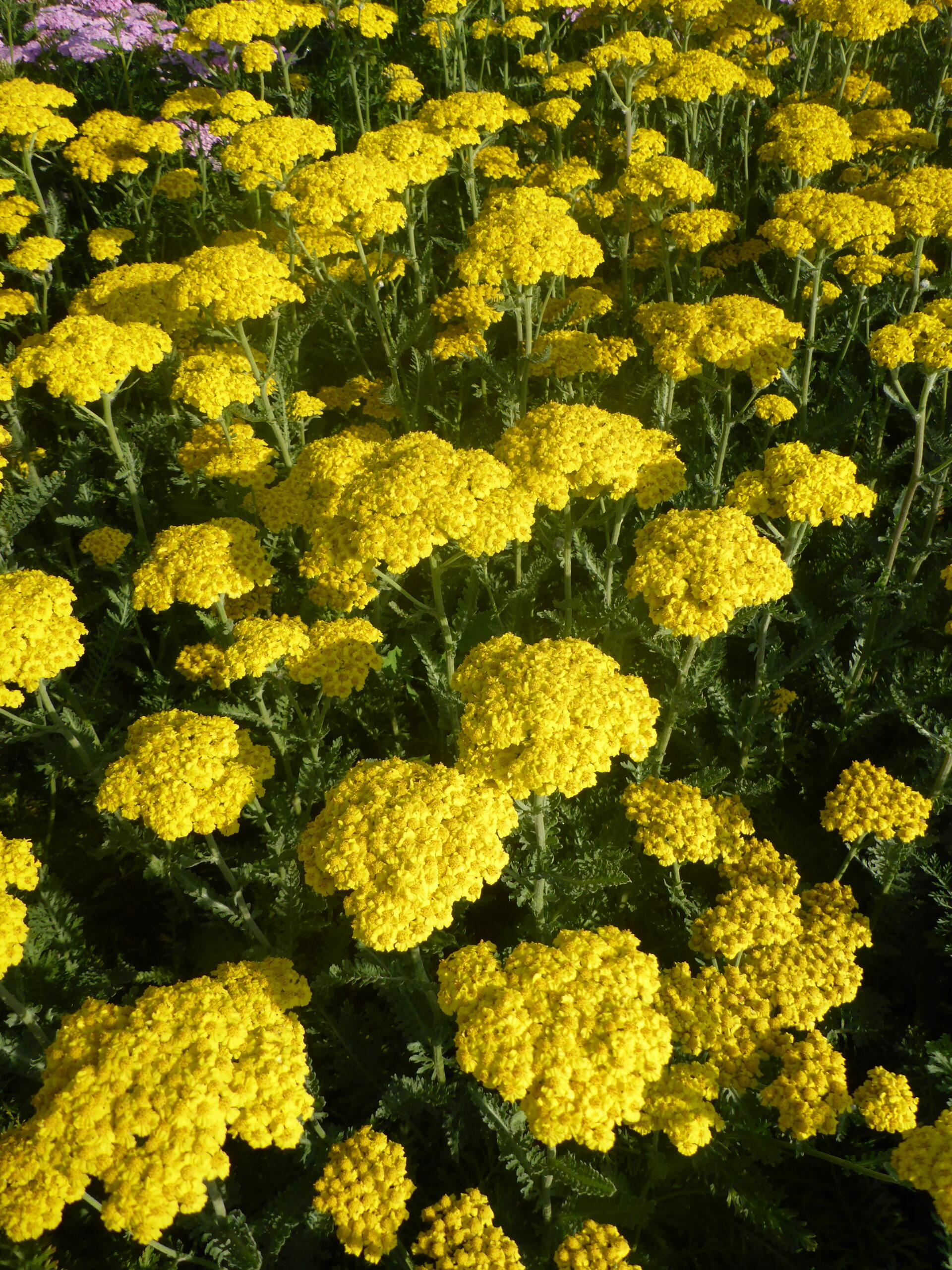 Achillea clypeolata 'Little Moonshine' ®