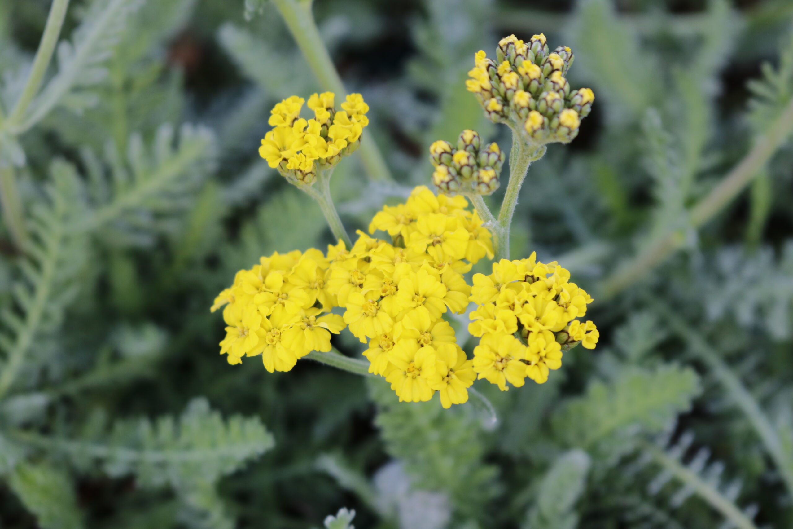 Achillea clypeolata 'Little Moonshine' ® – Bild 2