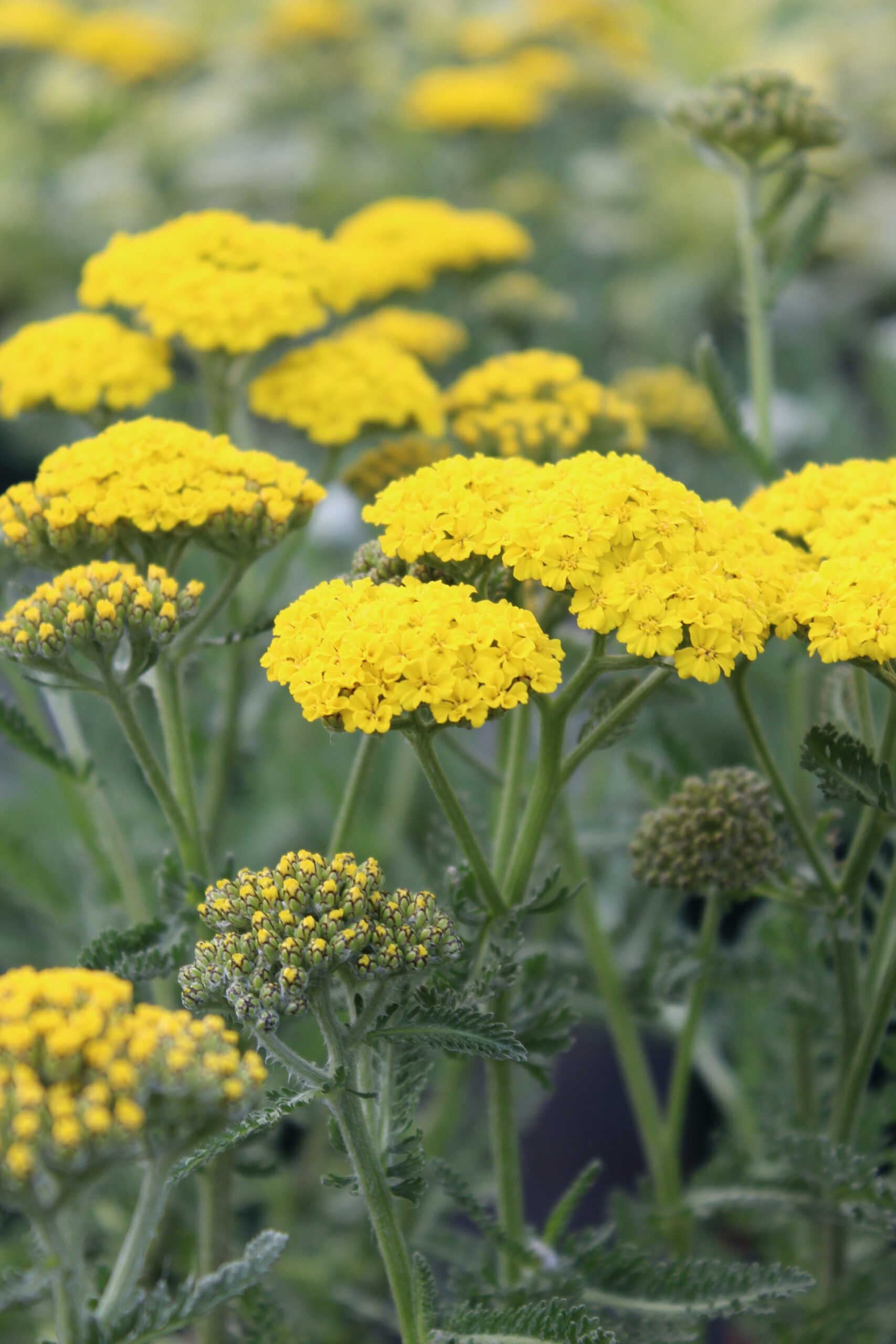 Achillea clypeolata 'Moonshine' – Bild 2