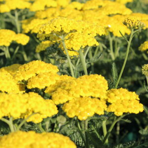 Achillea clypeolata 'Moonshine'
