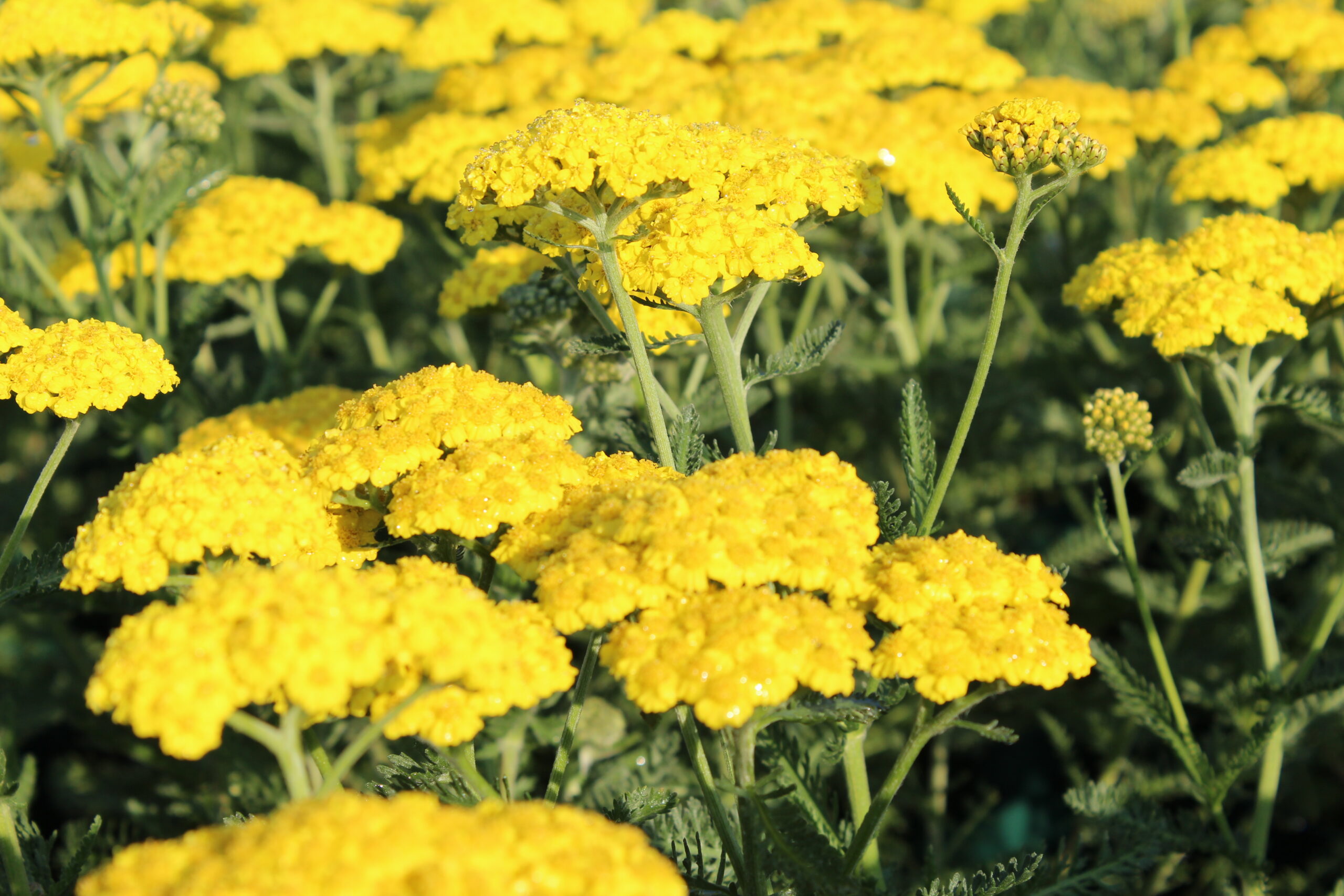 Achillea clypeolata 'Moonshine'