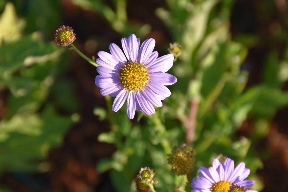 Kalimeris mongolica 'Antonia'
