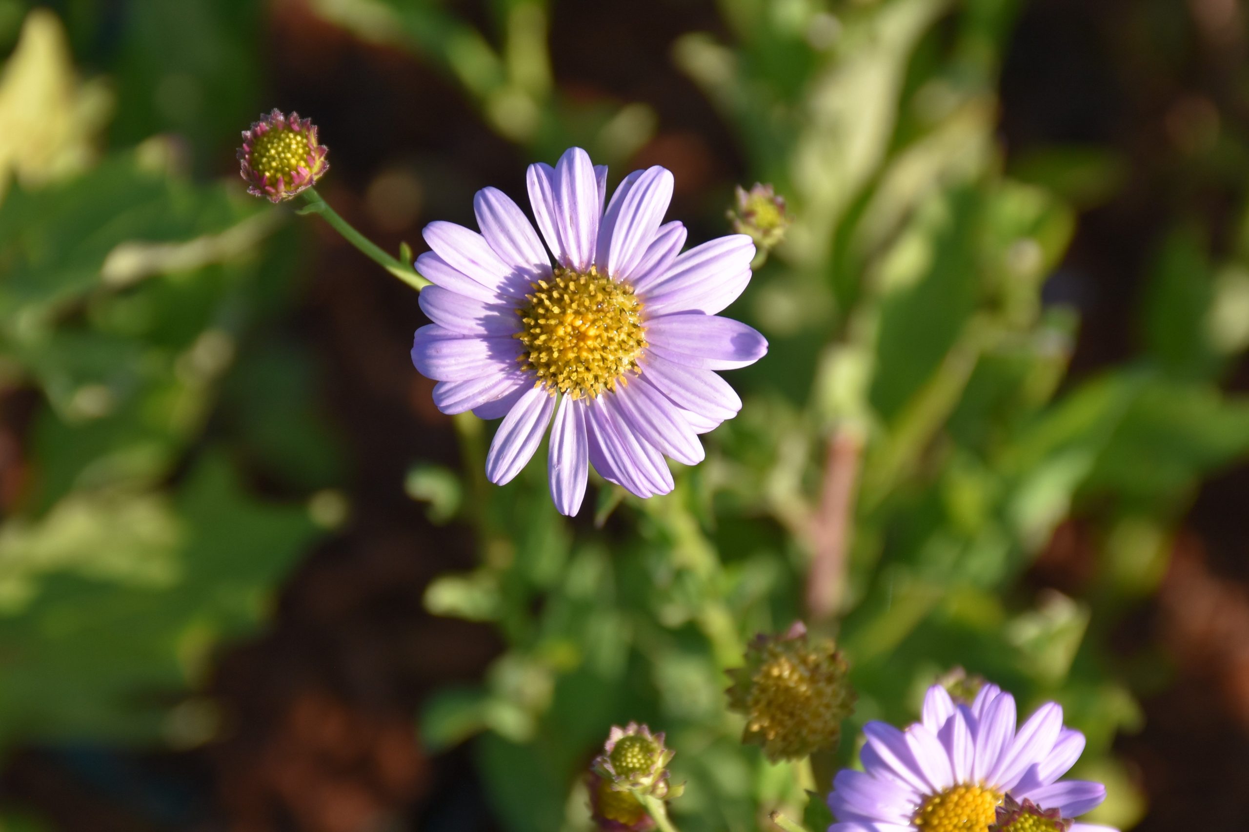 Kalimeris mongolica 'Antonia'