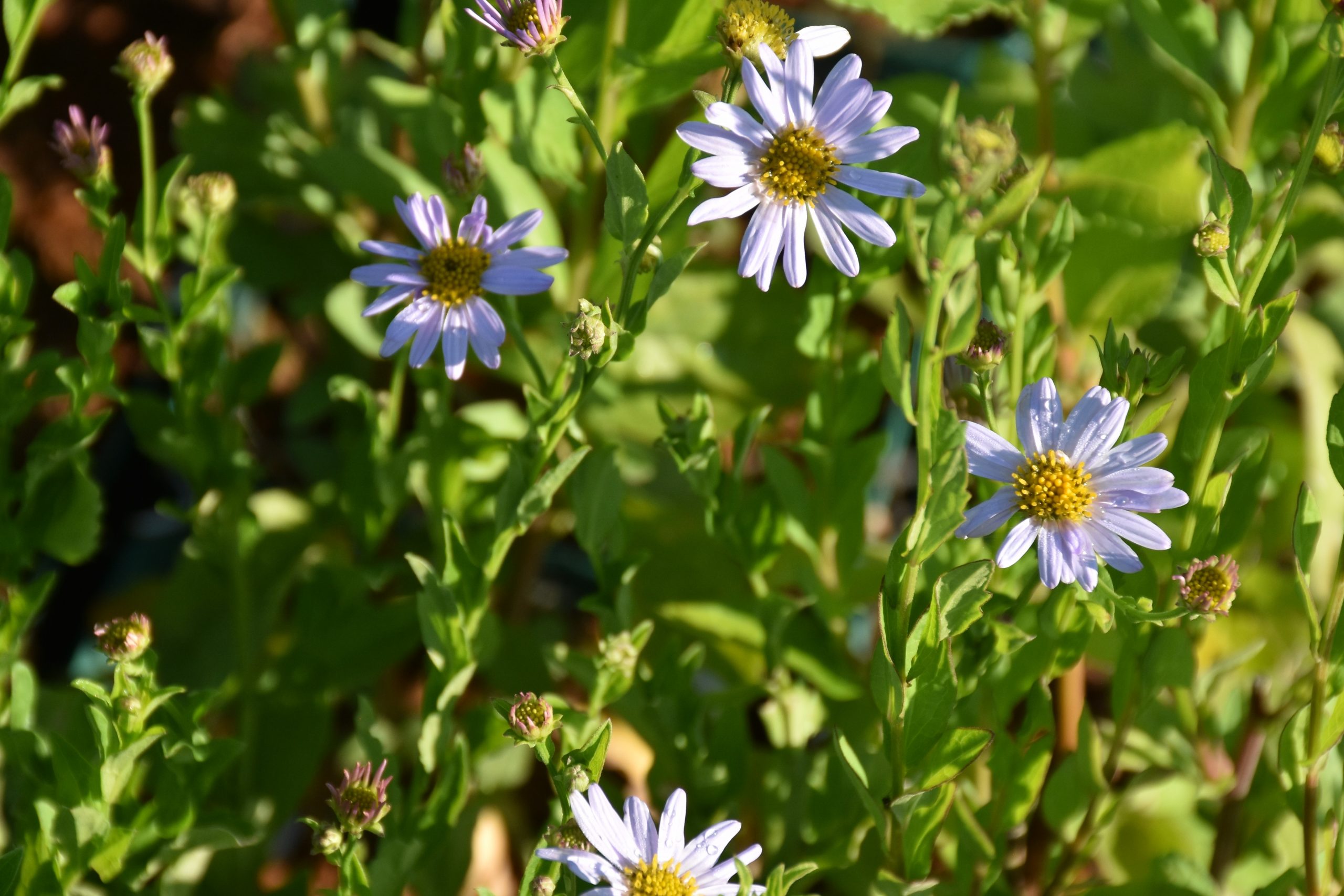 Kalimeris mongolica 'Antonia' – Bild 2