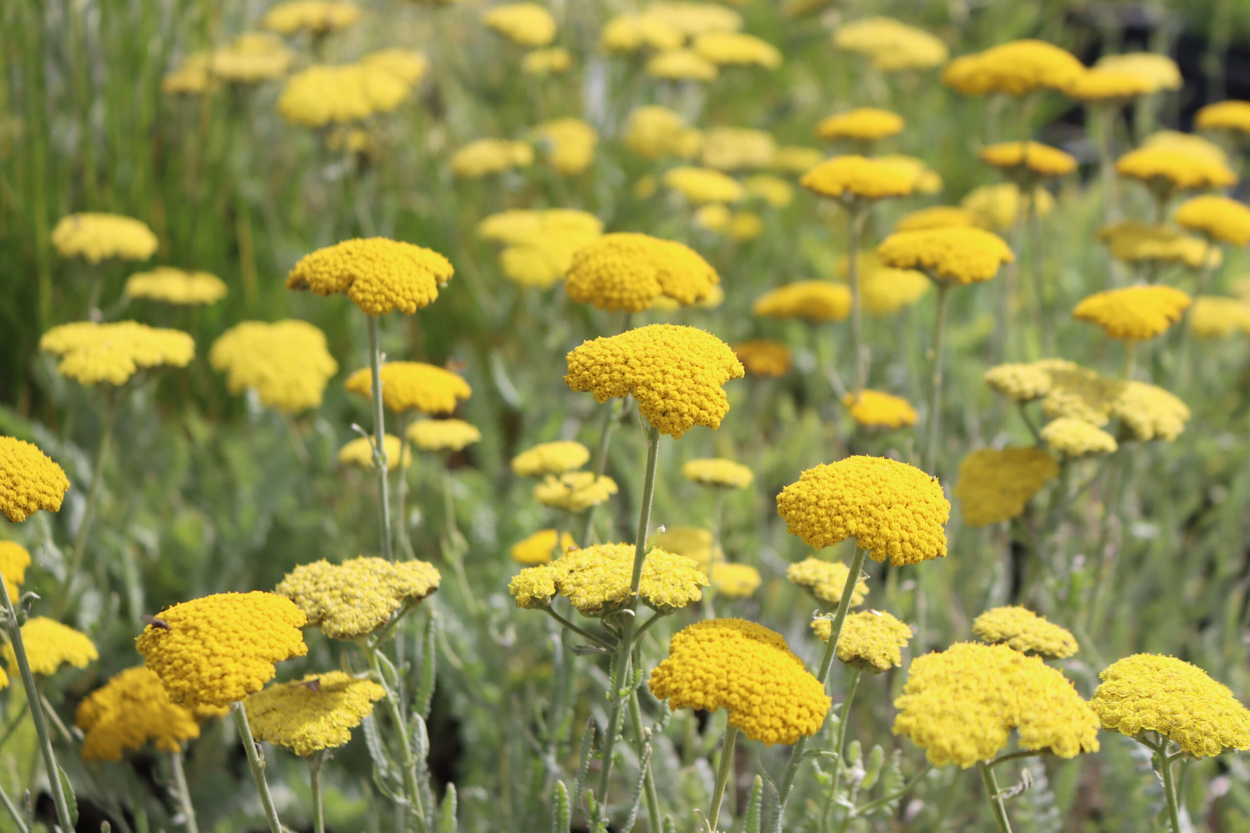 Achillea clypeolata 'Moonshine' – Bild 3