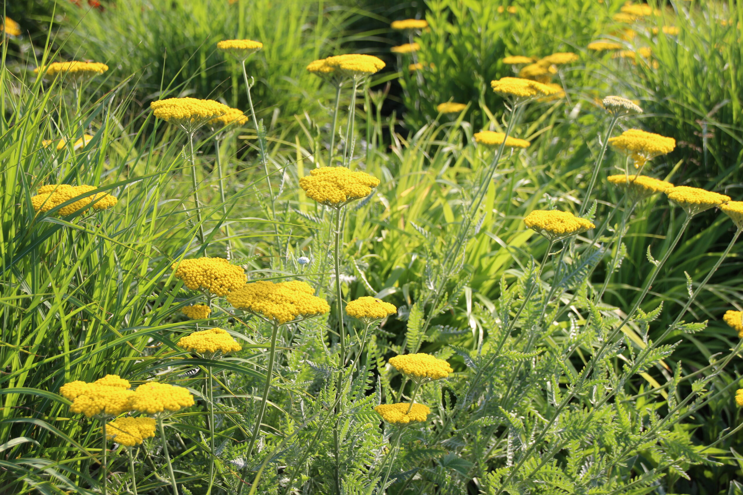 Achillea filipendulina 'Coronation Gold' – Bild 2