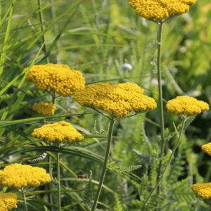 Achillea filipendulina 'Coronation Gold'