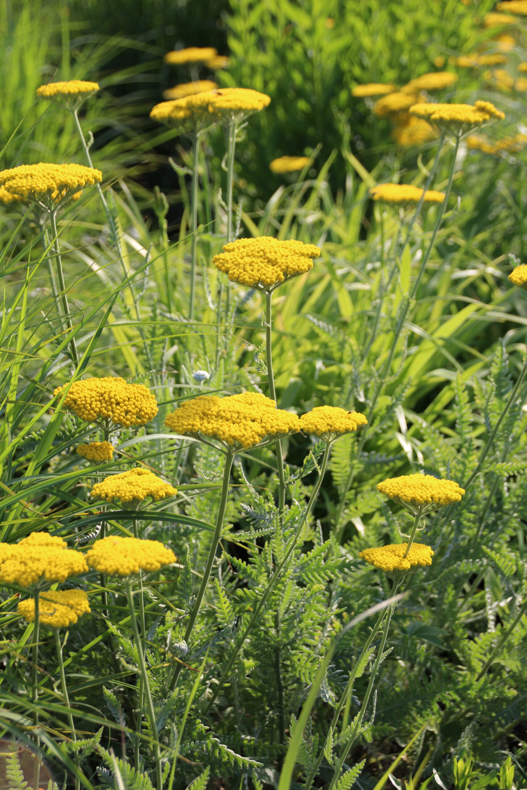 Achillea filipendulina 'Coronation Gold' – Bild 3