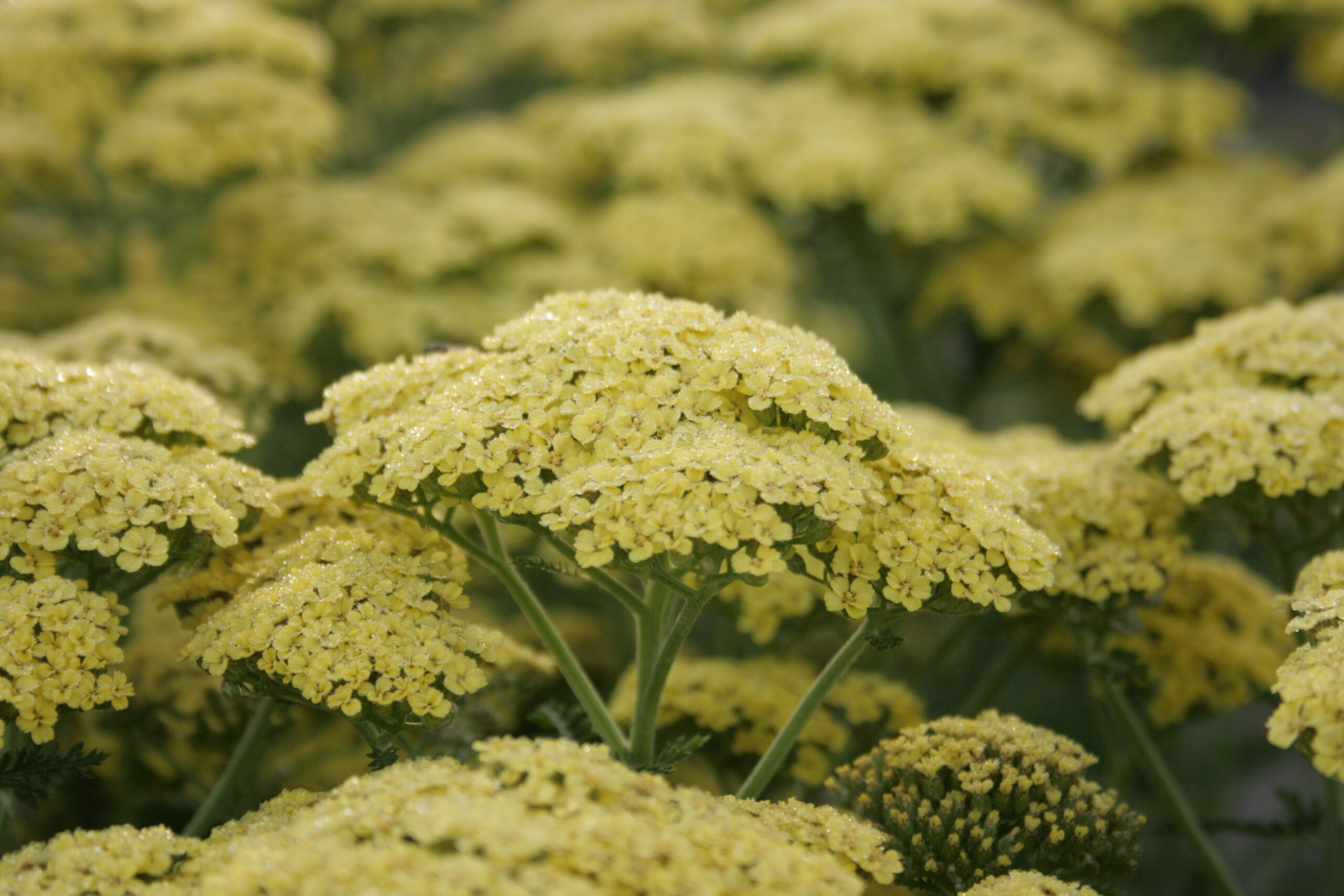 Achillea filipendulina 'Credo' – Bild 2