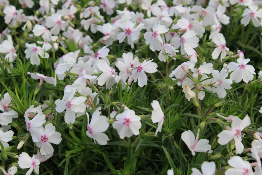 Phlox subulata 'Amazing Grace'