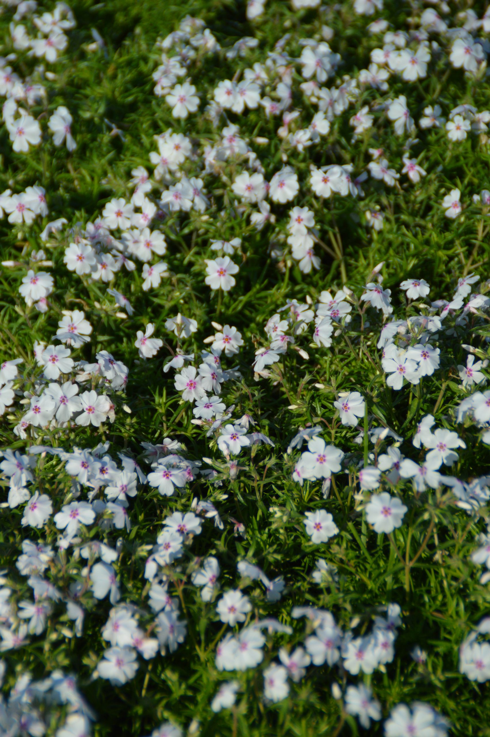 Phlox subulata 'Amazing Grace' – Bild 2