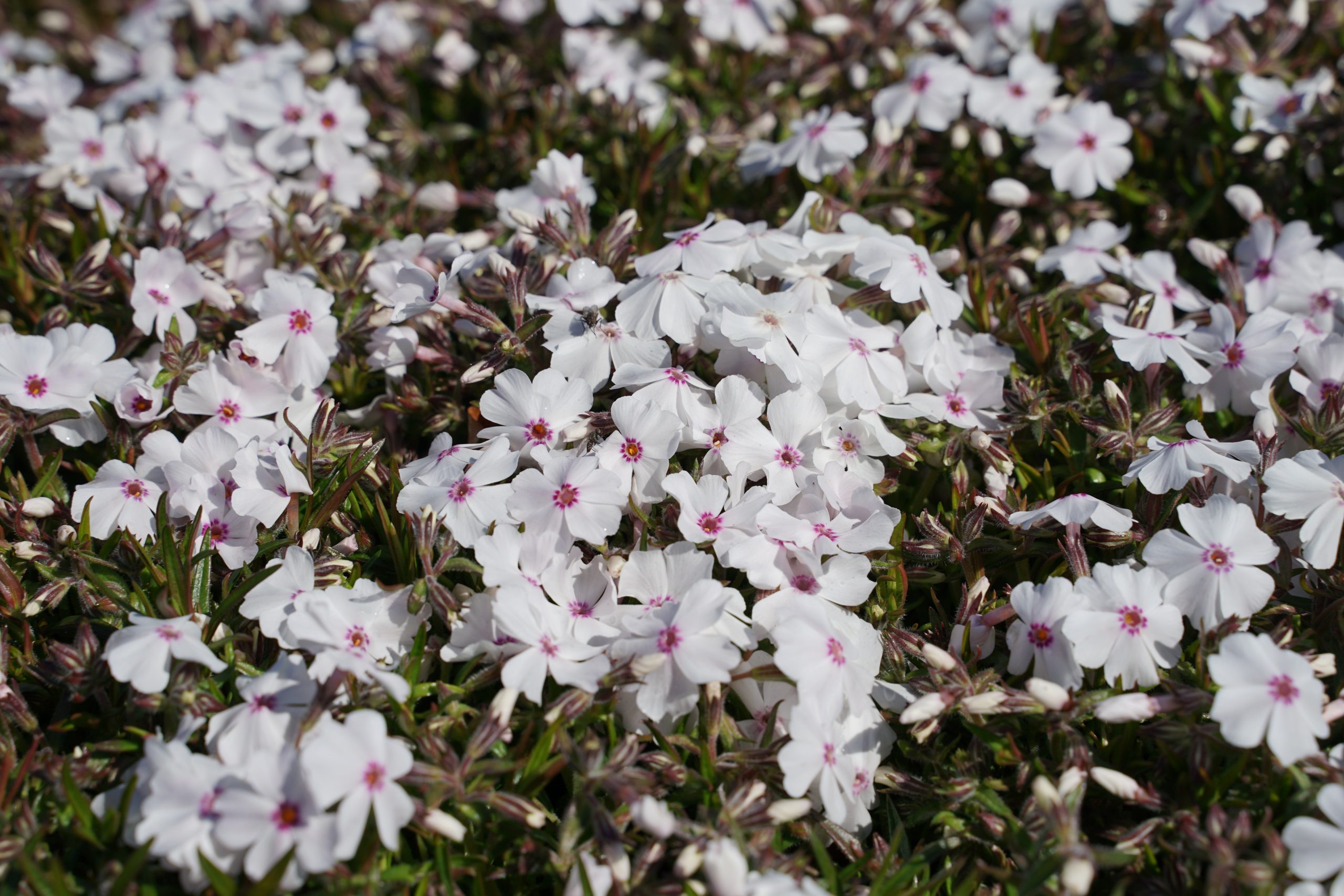 Phlox subulata 'Amazing Grace' – Bild 3
