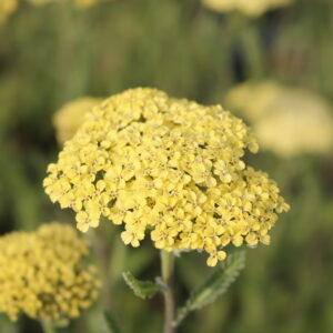 Achillea filipendulina 'Credo'