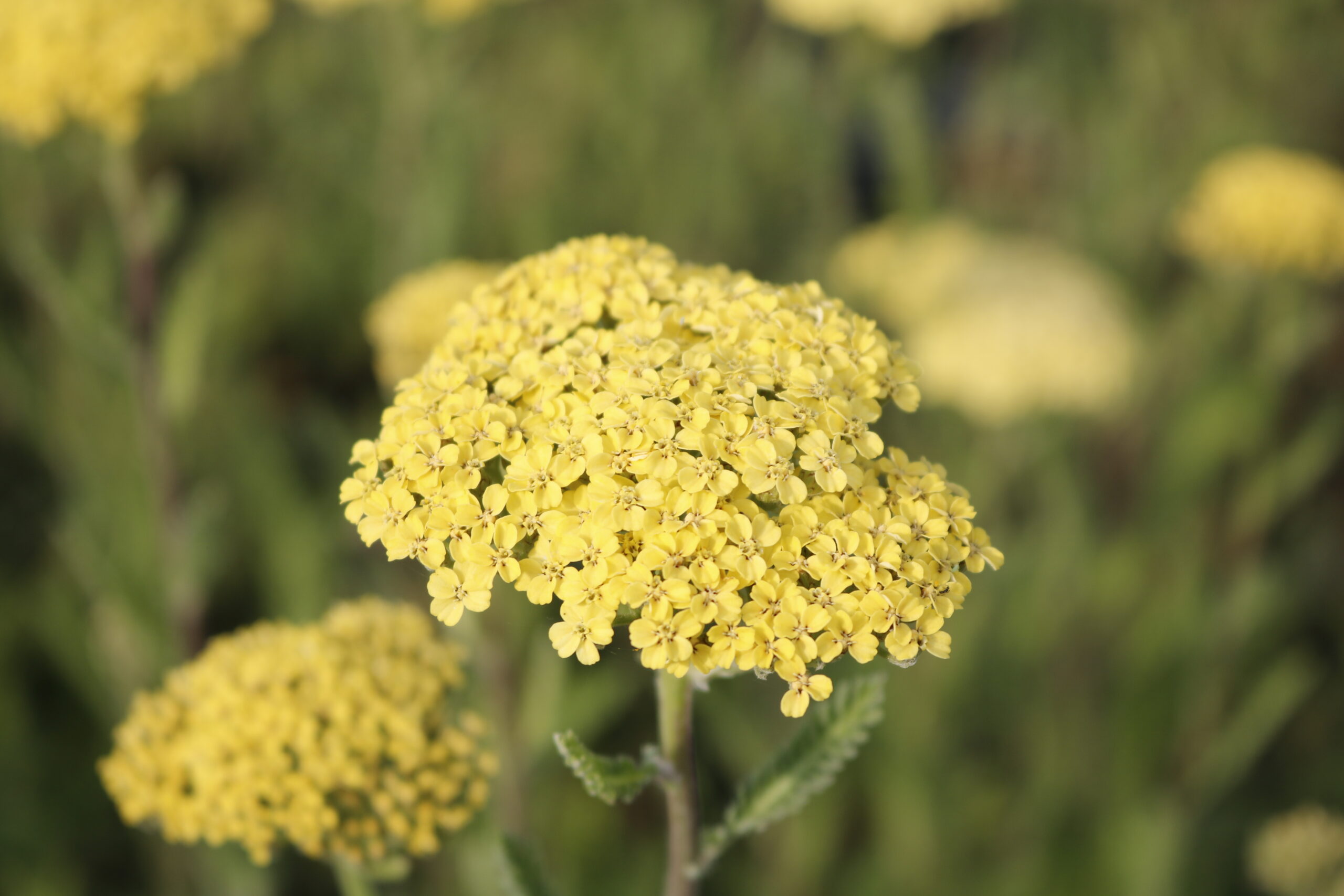Achillea filipendulina 'Credo'