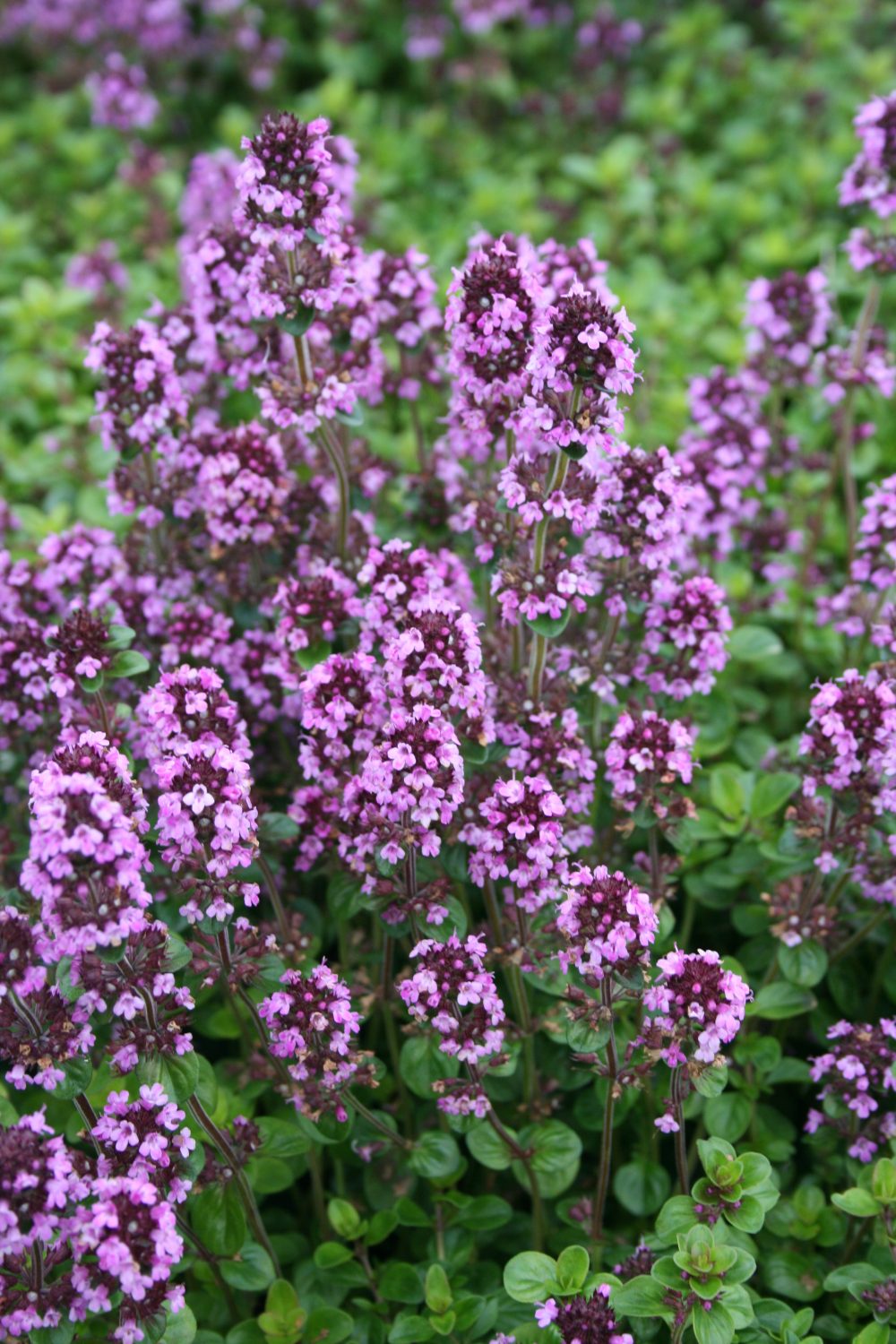 Thymus pulegioides 'Tabor'