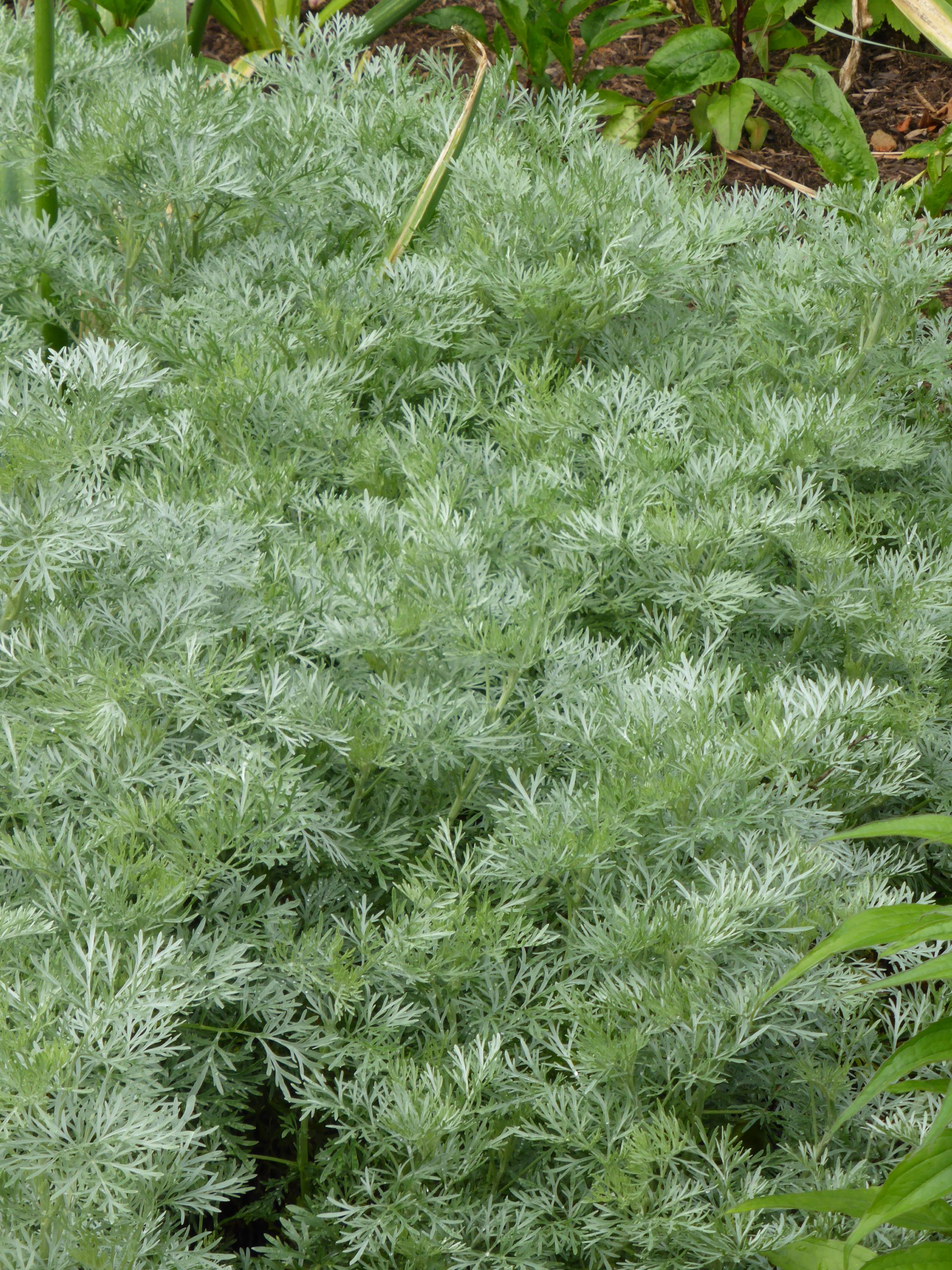 Artemisia arborescens 'Powis Castle' – Bild 2