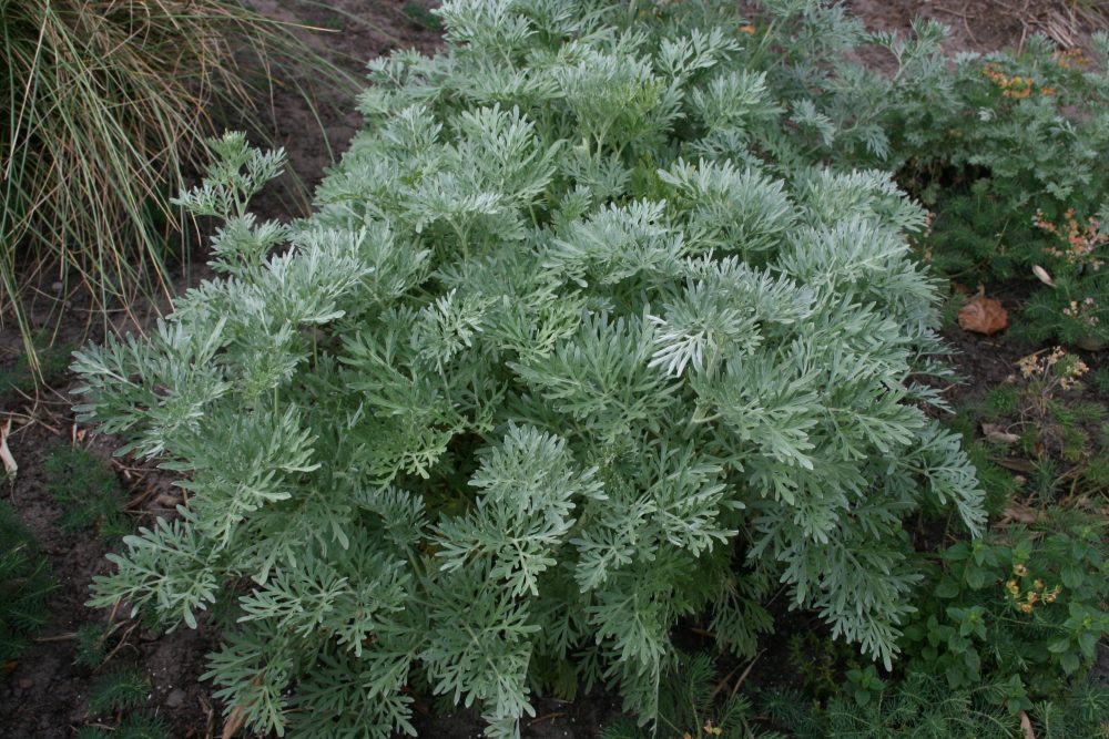 Artemisia arborescens 'Powis Castle'