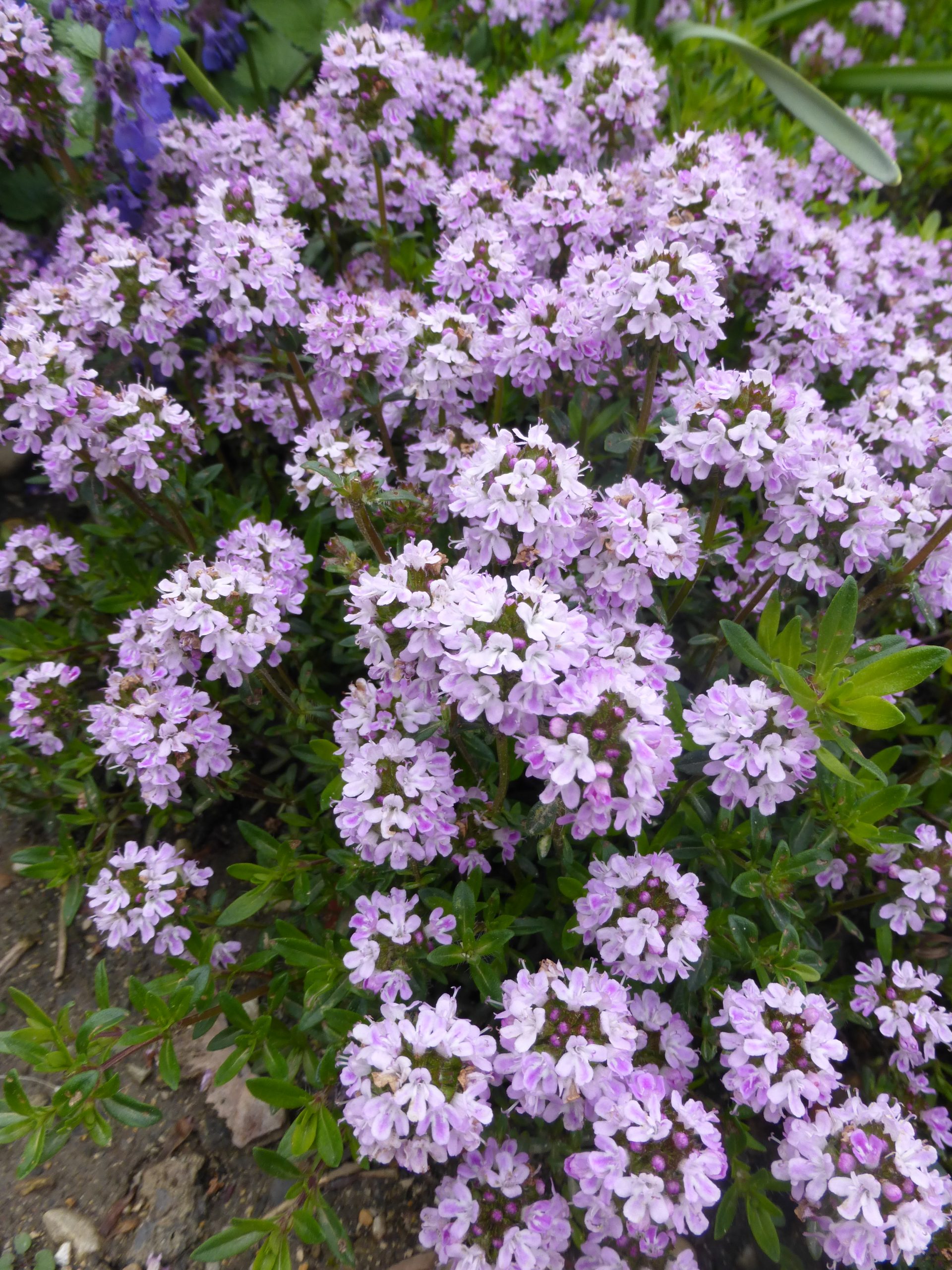 Thymus longicaulis ssp. odoratus