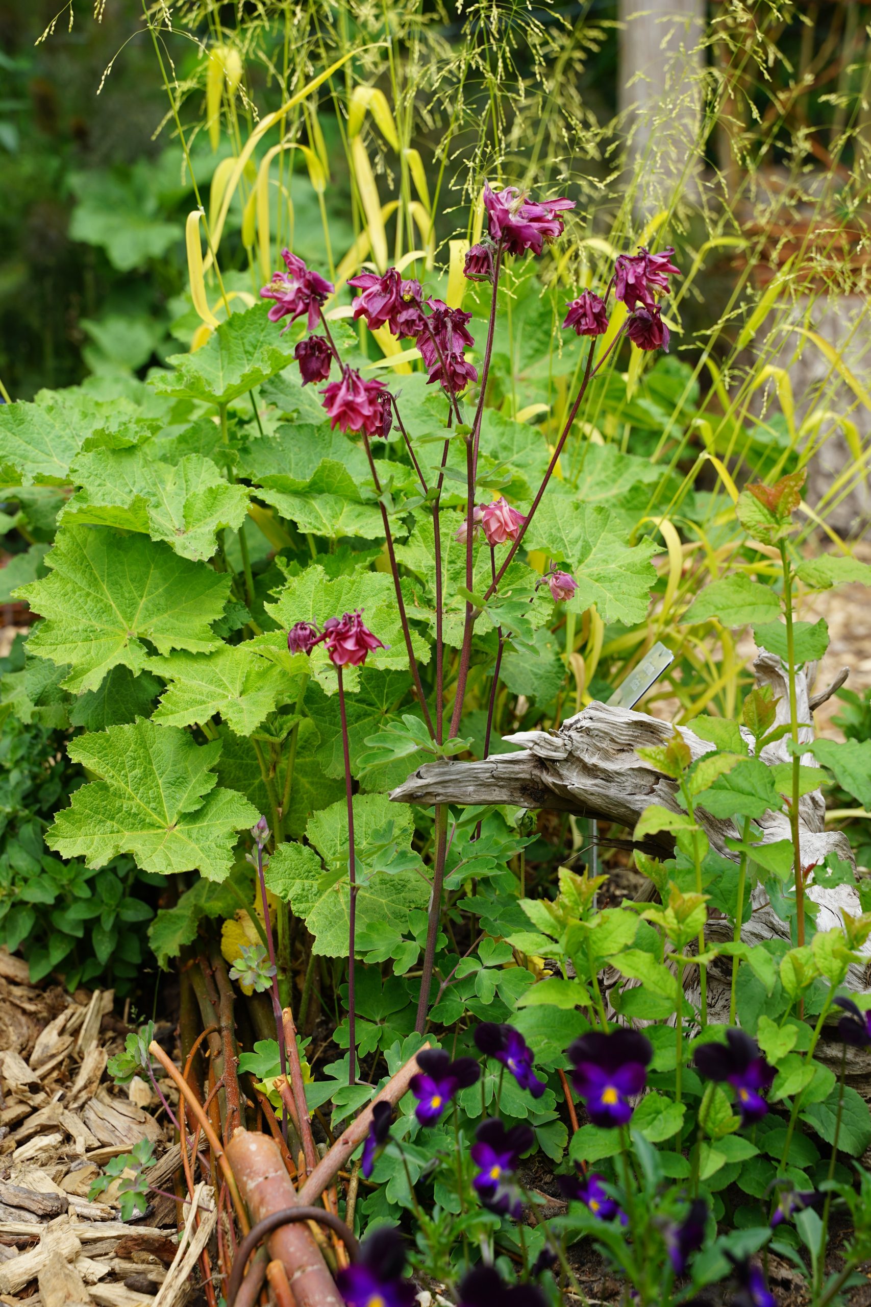 Aquilegia x cult. 'Bordeaux Barlow'