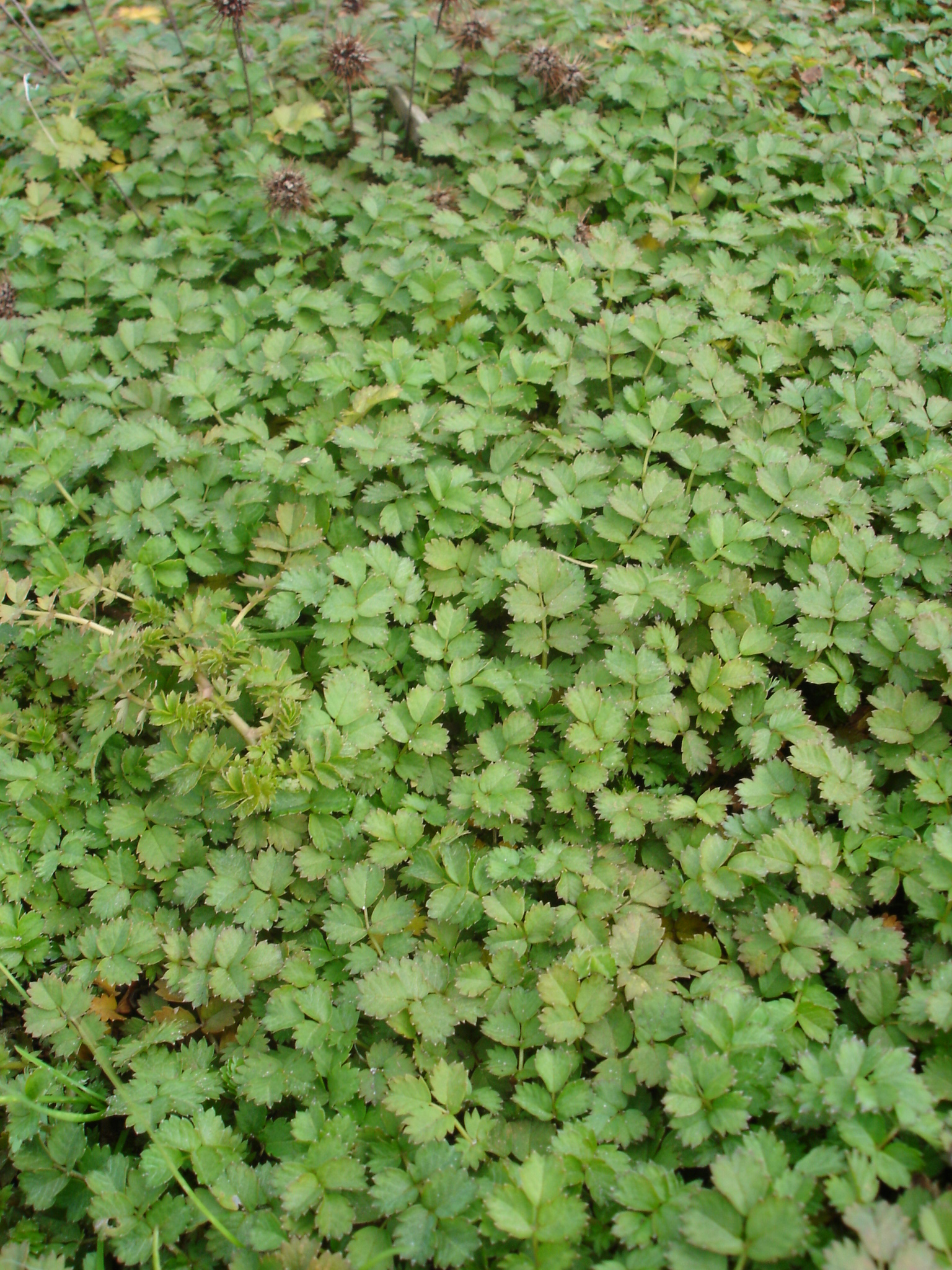 Acaena microphylla 'Grüner Zwerg' – Bild 2