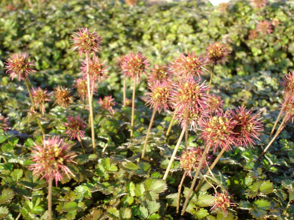 Acaena microphylla 'Grüner Zwerg'