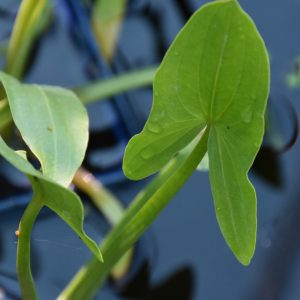 Sagittaria sagittifolia