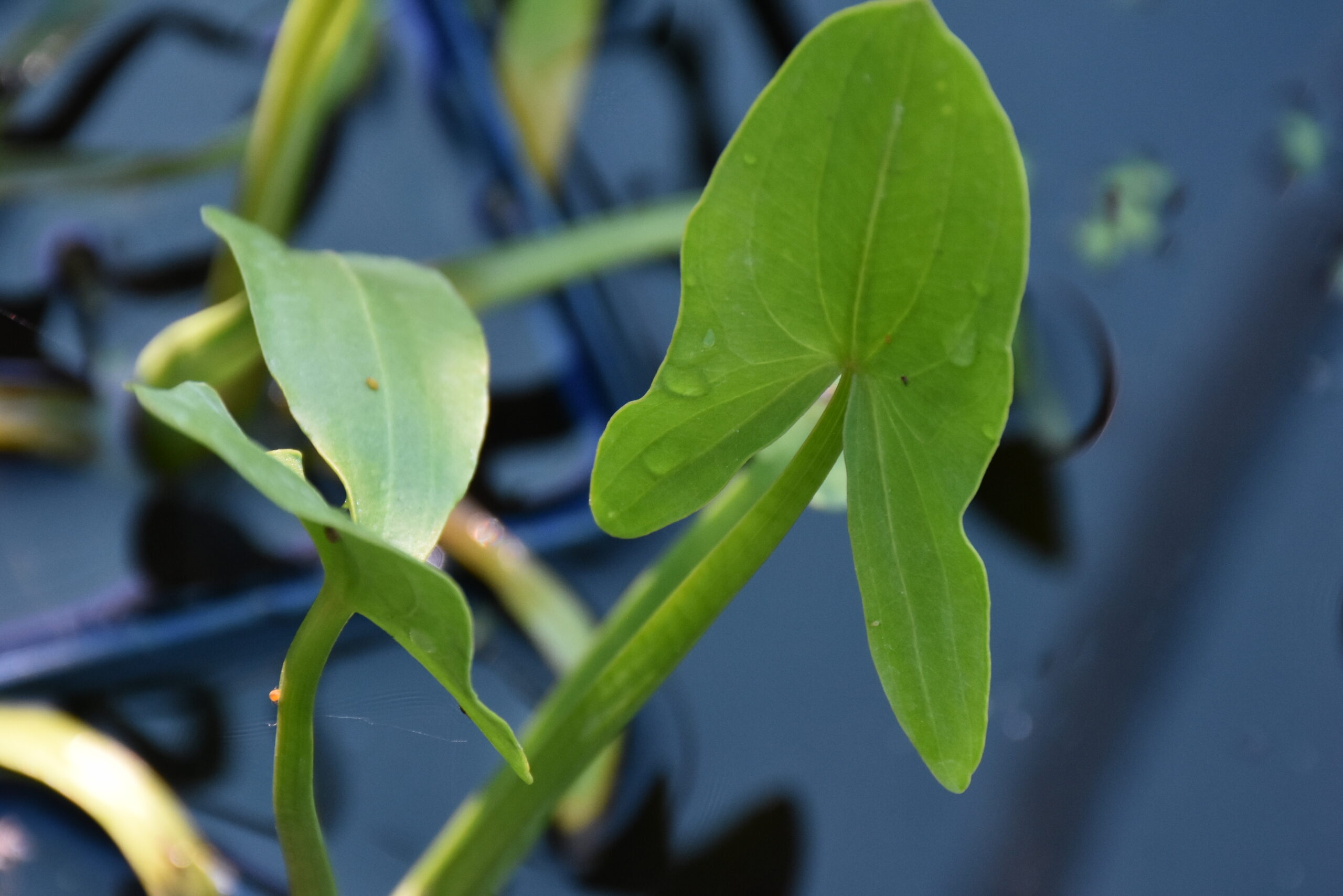 Sagittaria sagittifolia