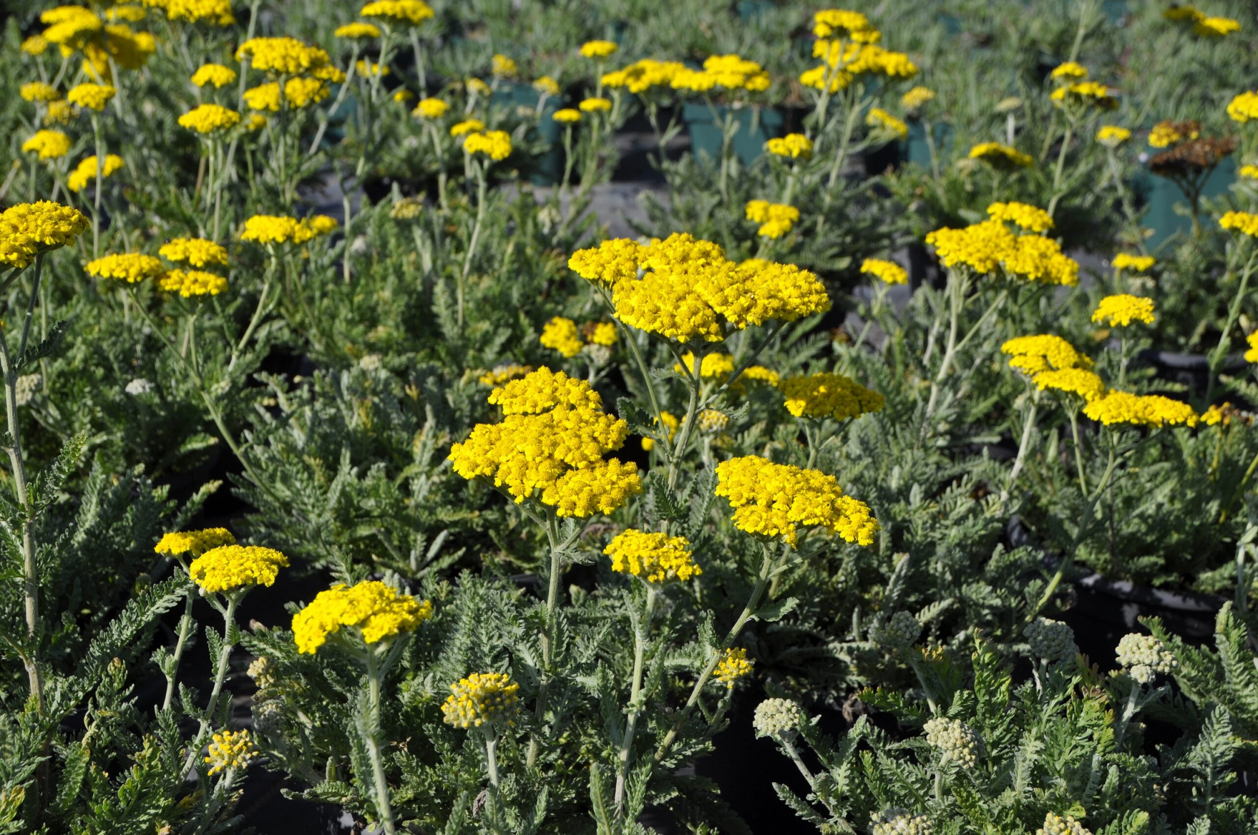 Achillea clypeolata 'Little Moonshine' ® – Bild 3