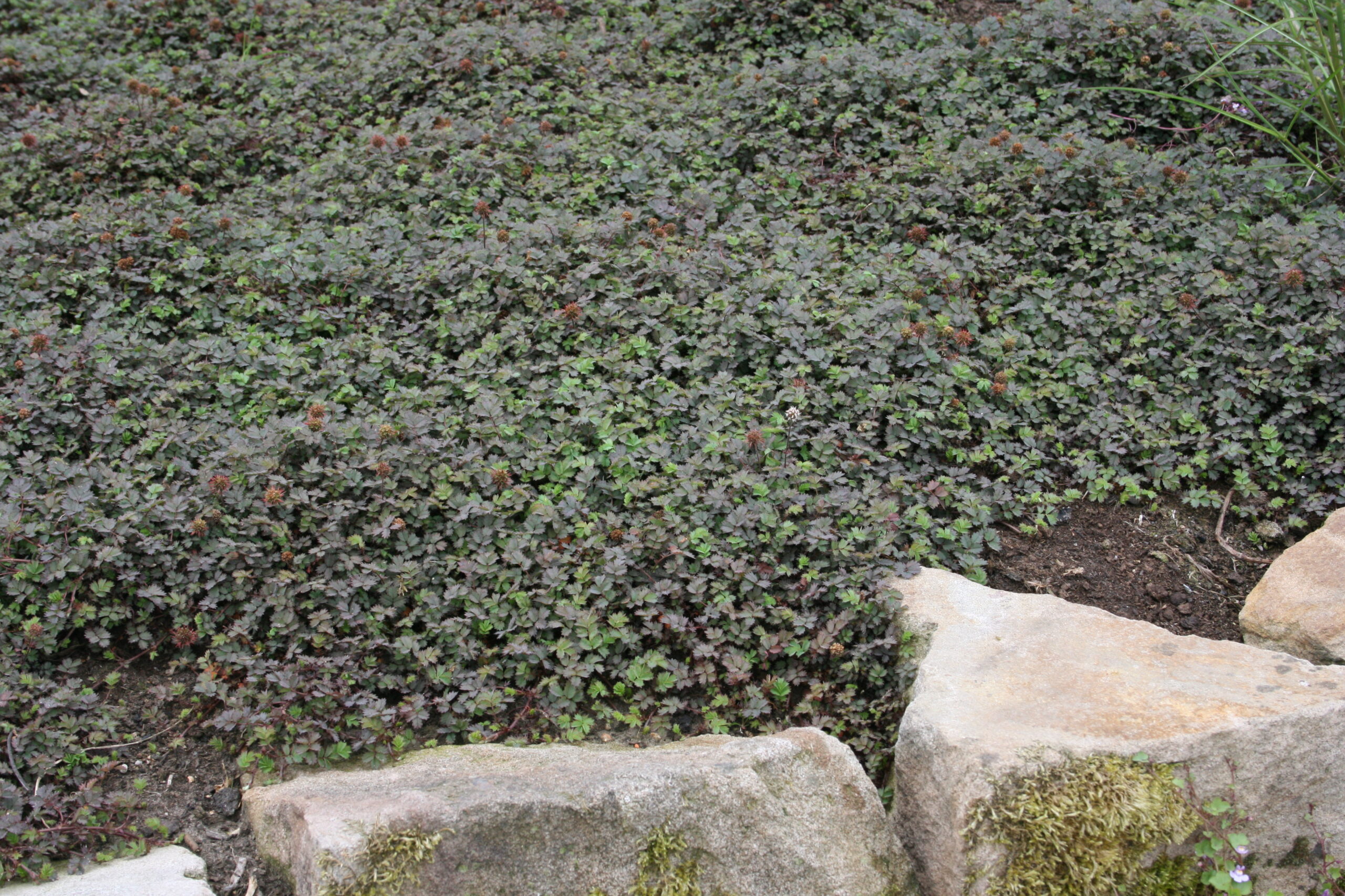 Acaena microphylla 'Kupferteppich' – Bild 2
