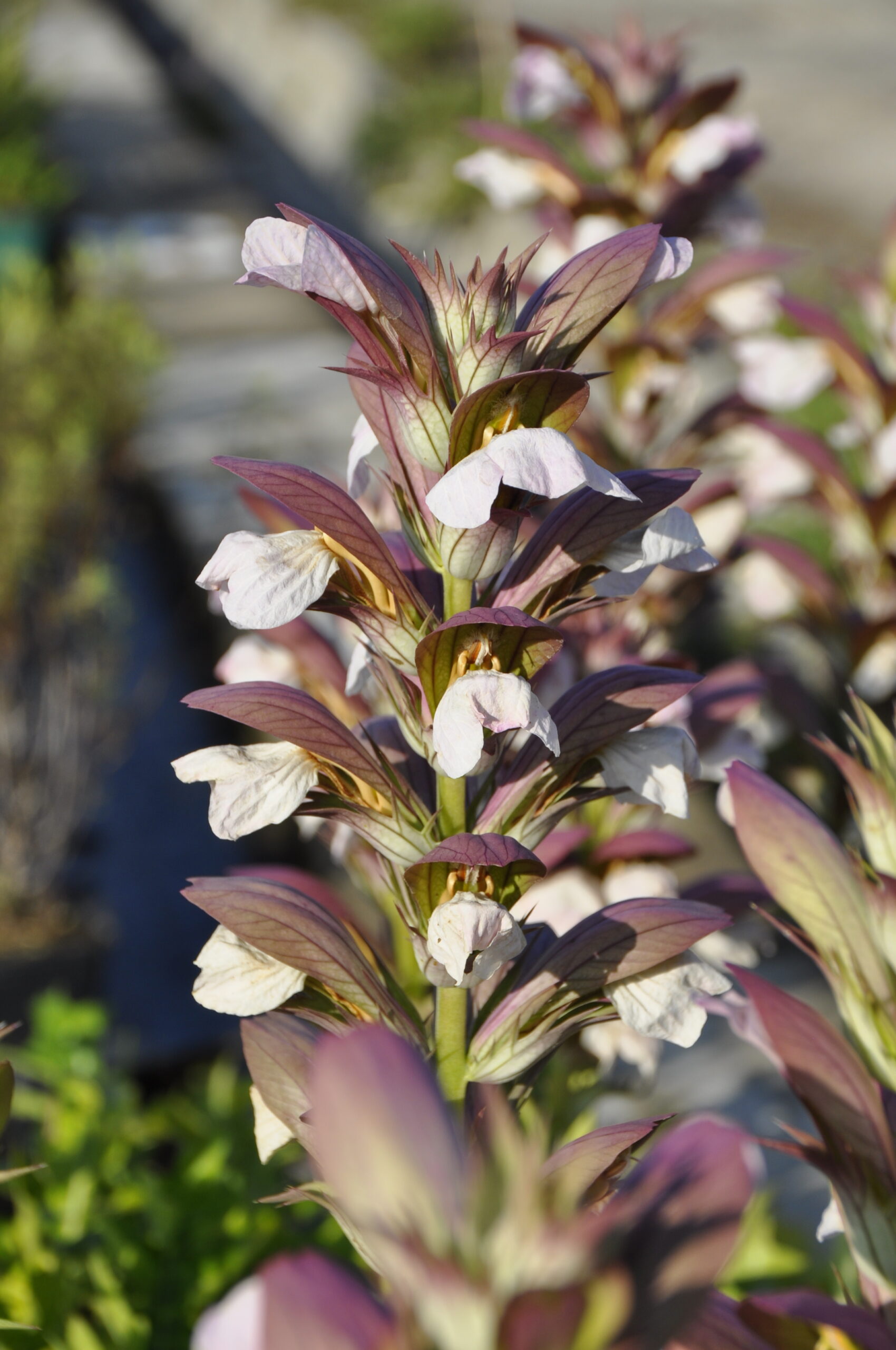 Acanthus hungaricus – Bild 5