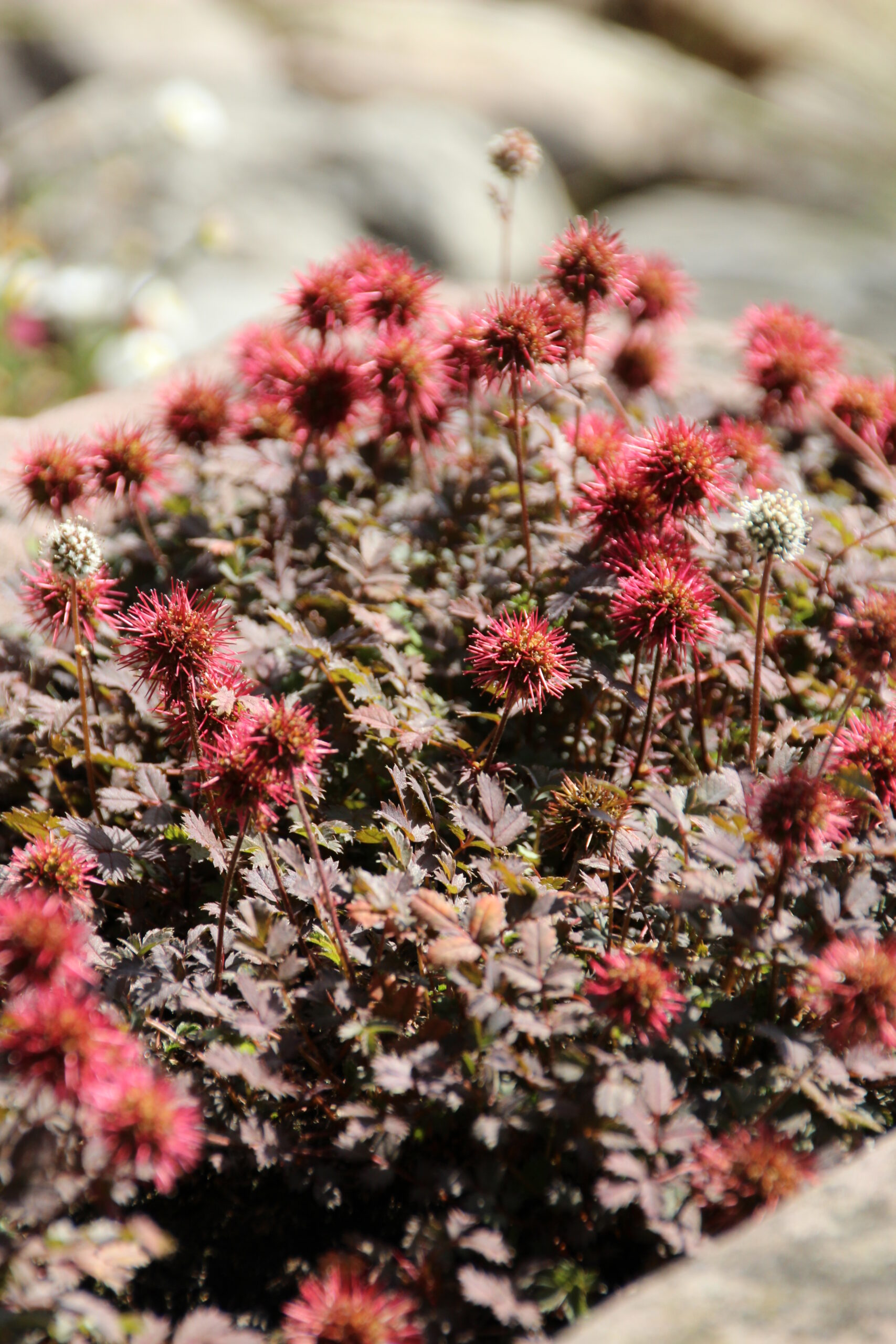 Acaena microphylla 'Kupferteppich' – Bild 3