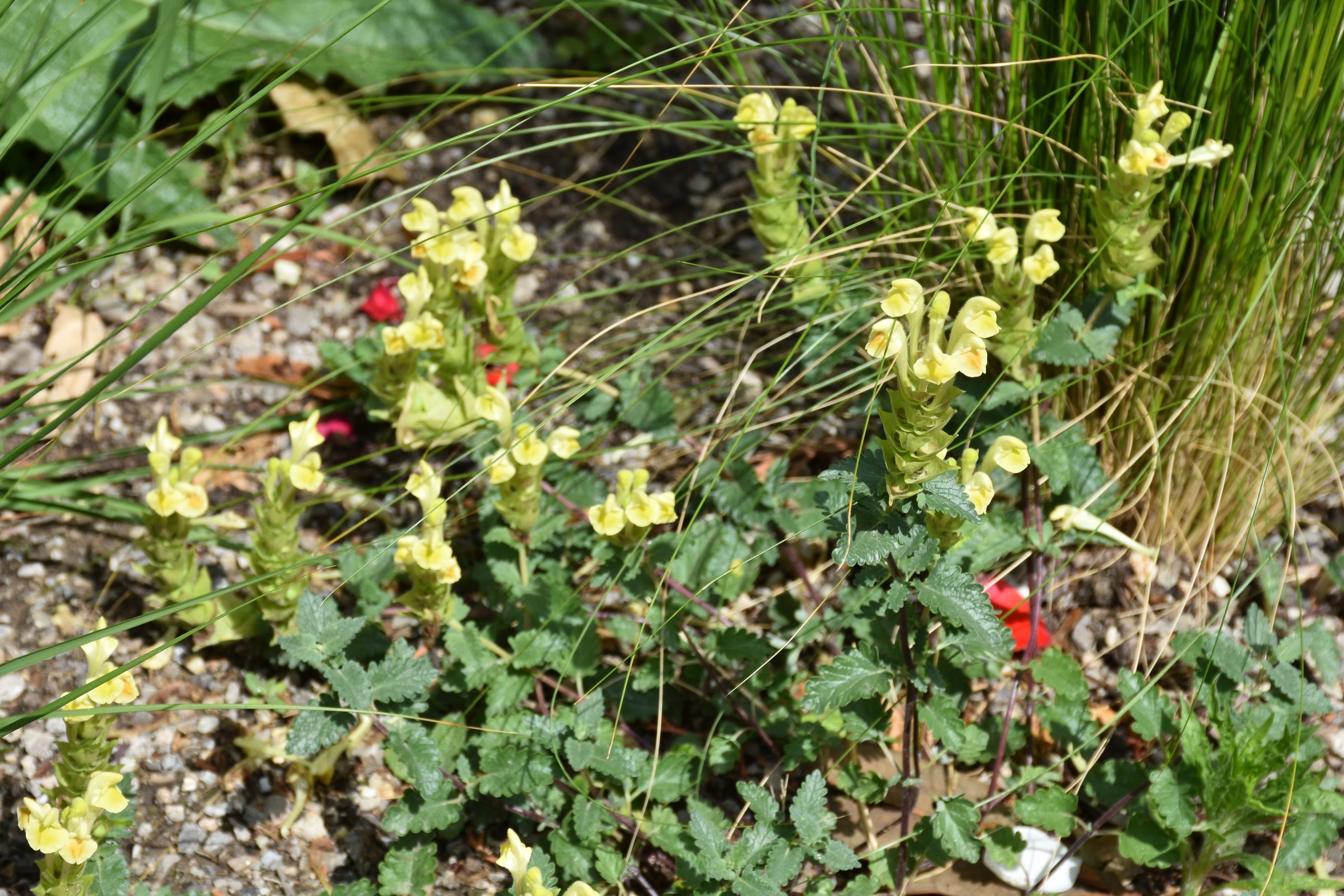 9332_scutellaria_orientalis_XS_004.jpg