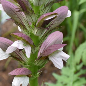 Acanthus hungaricus 'White Lips'