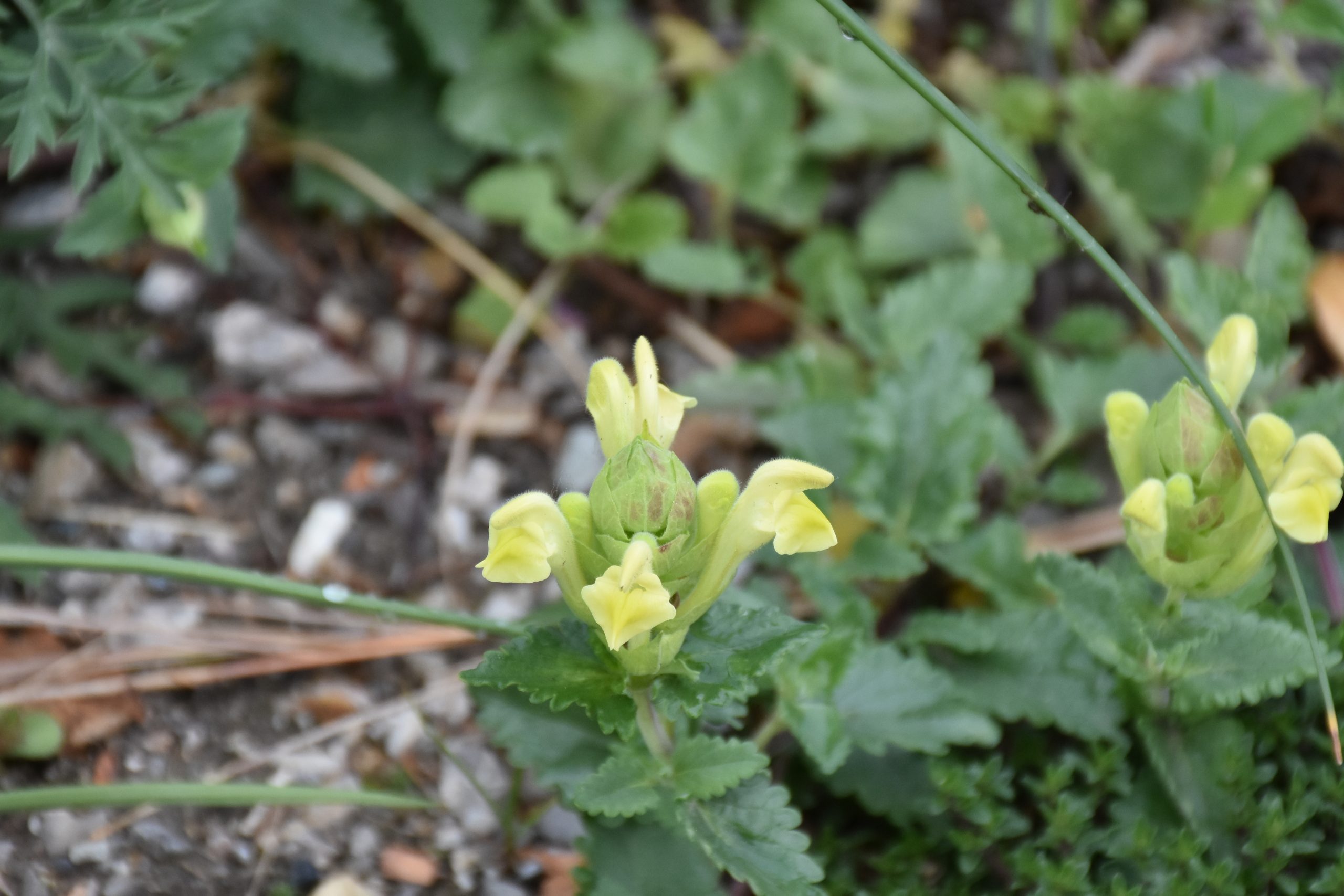 9758_scutellaria_orientalis_XS_005.jpg