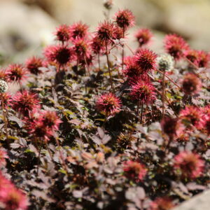 Acaena microphylla 'Kupferteppich'