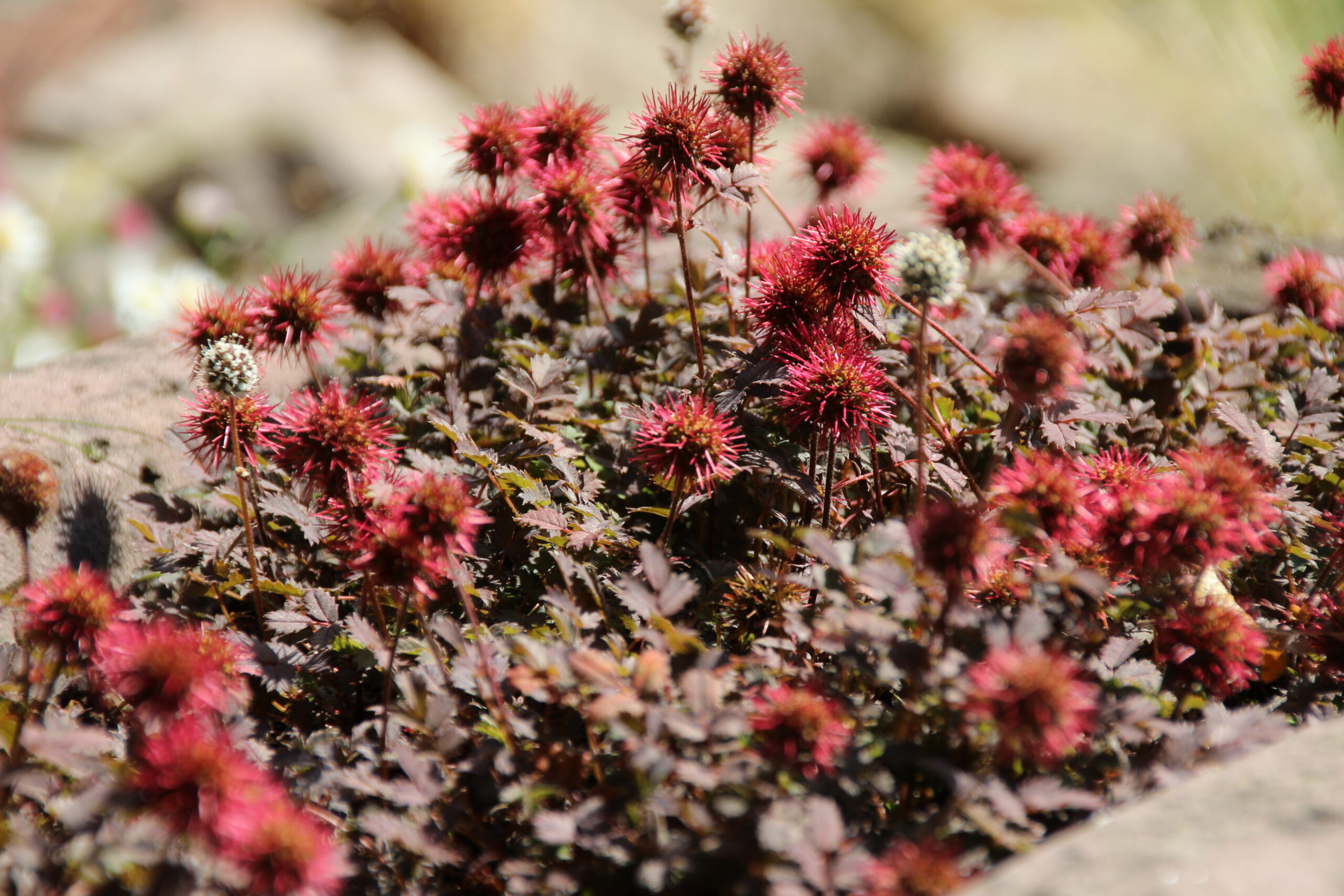Acaena microphylla 'Kupferteppich'