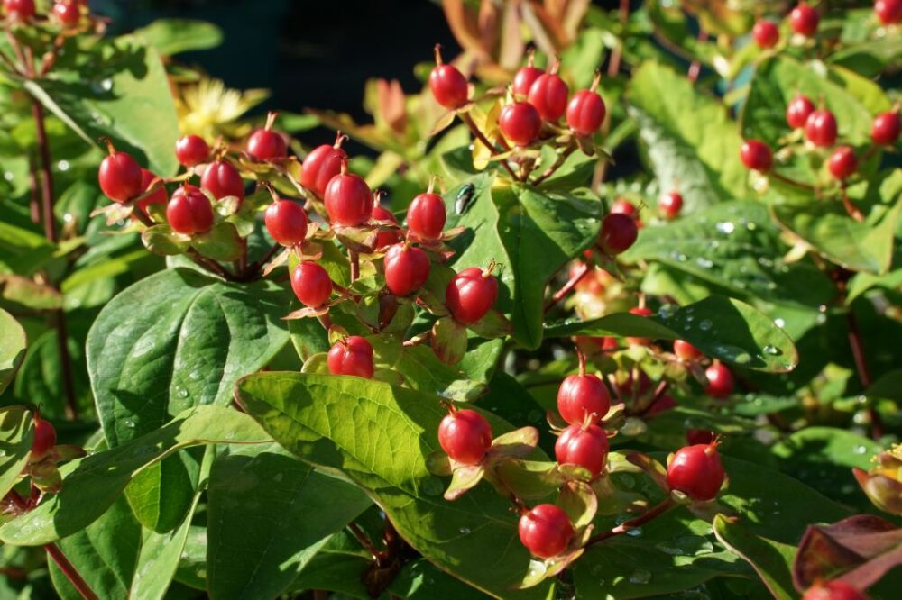 Hypericum androsaemum