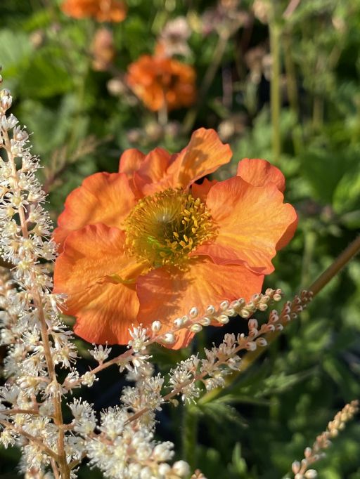 Geum chiloense 'Foxy Tempest' ®