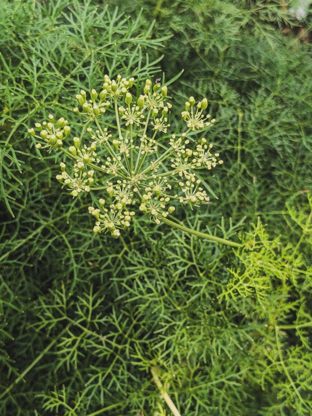 Peucedanum rablense