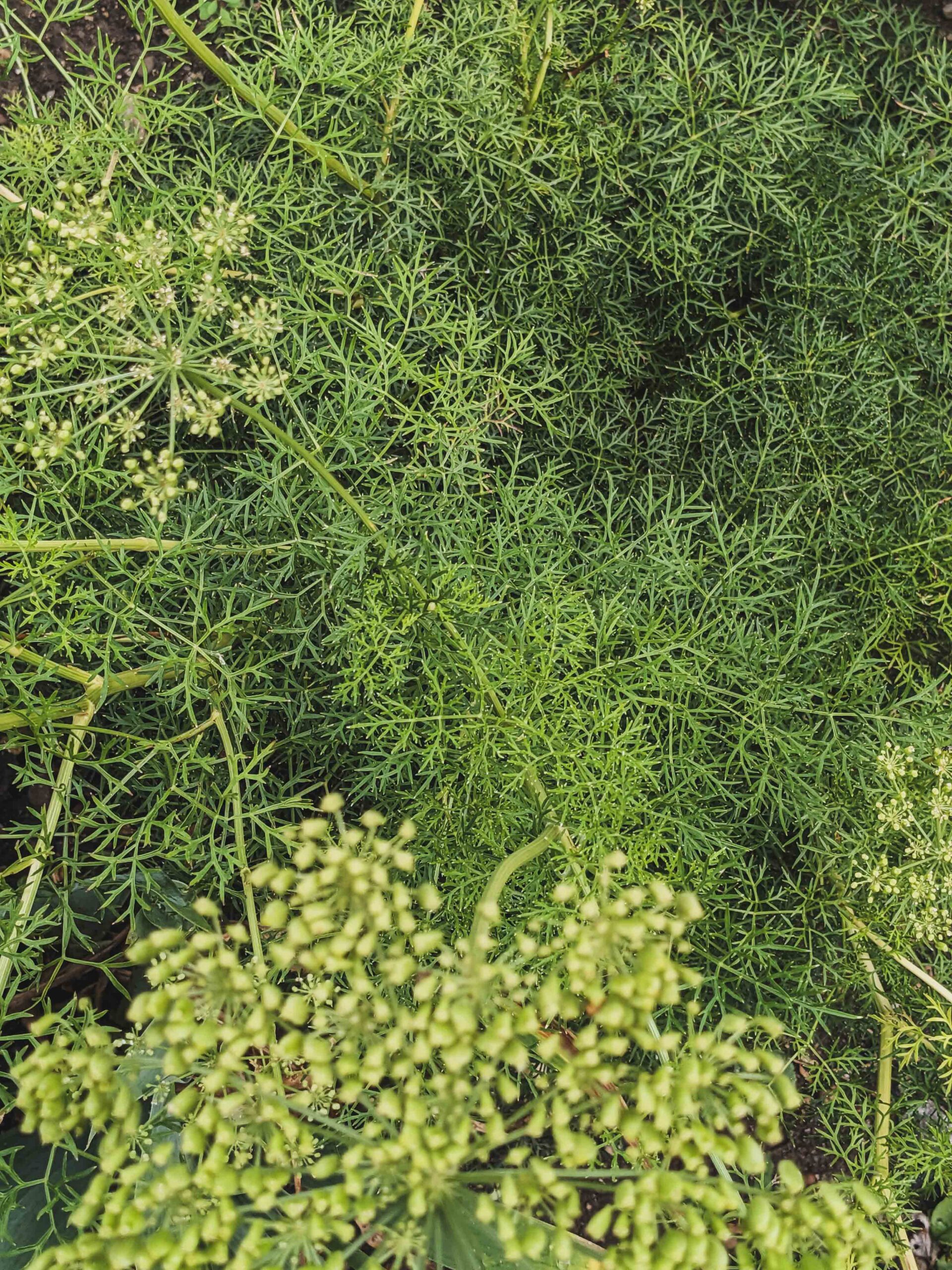 Peucedanum rablense – Bild 2