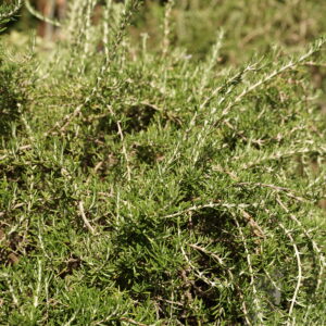 Rosmarinus officinalis 'Prostratus'